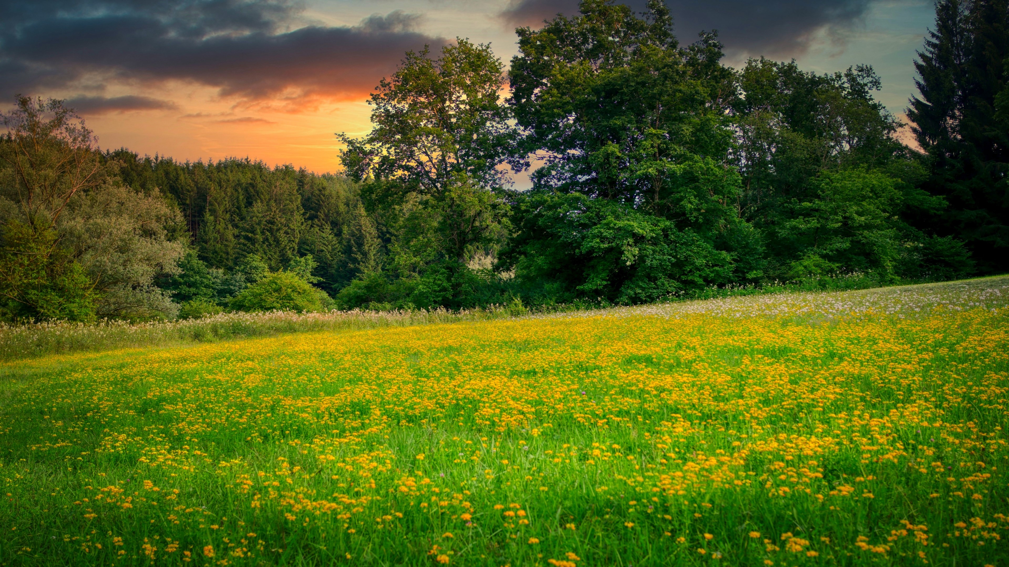 4K Wildflower Meadow at Sunset HD Wallpaper