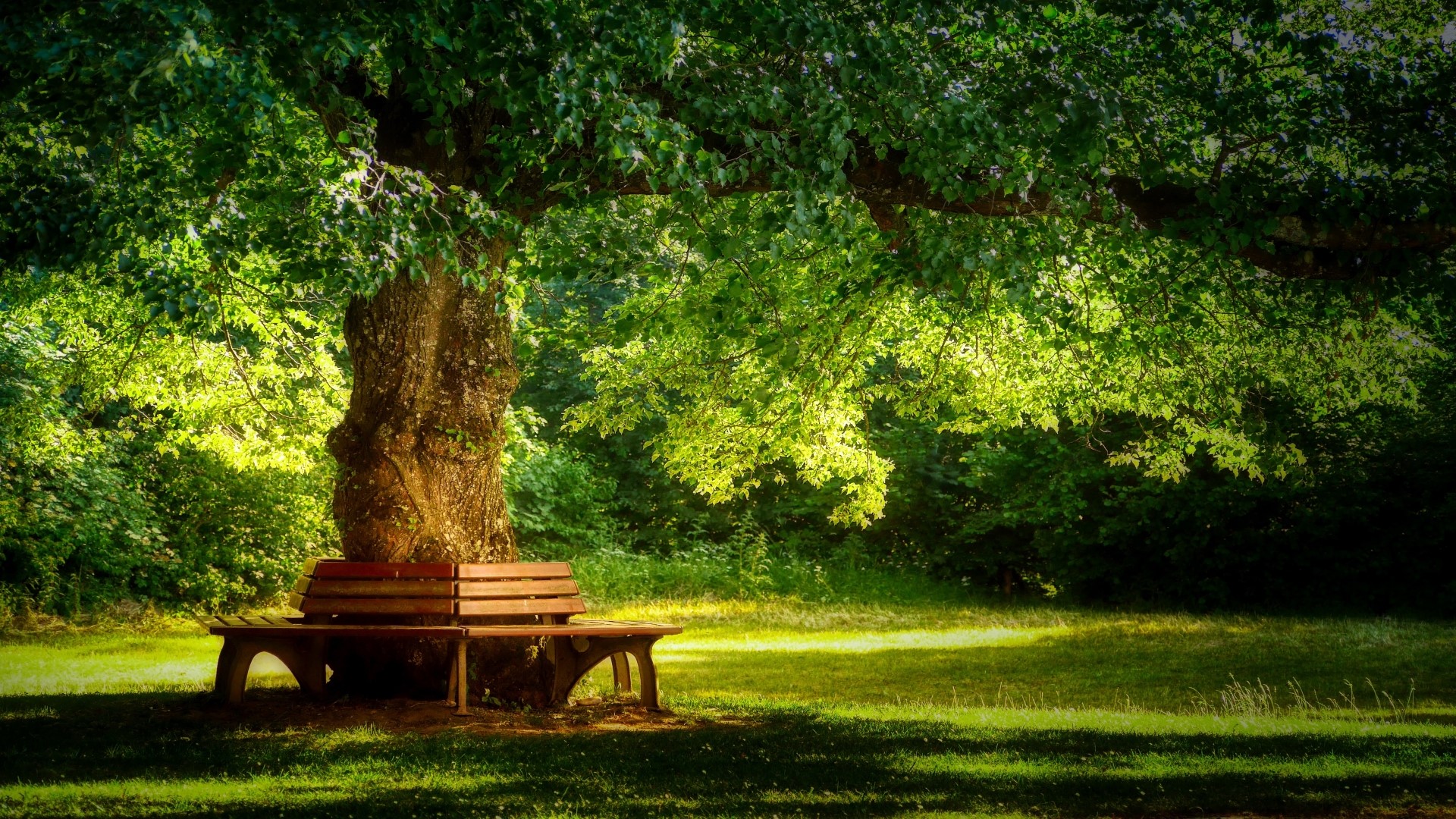 Park bench under a large tree HD Wallpaper