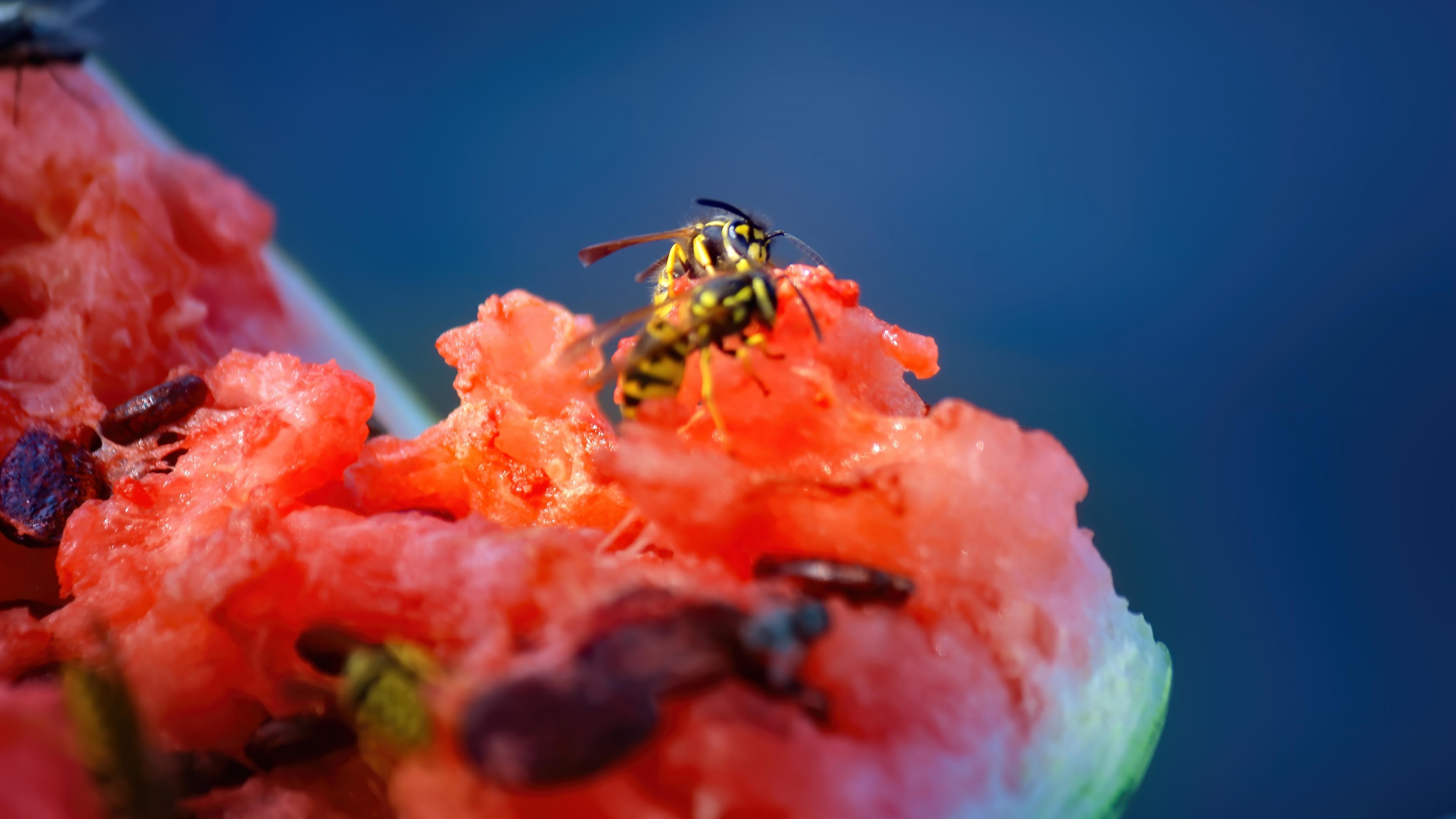 Wasp on Watermelon HD Wallpaper
