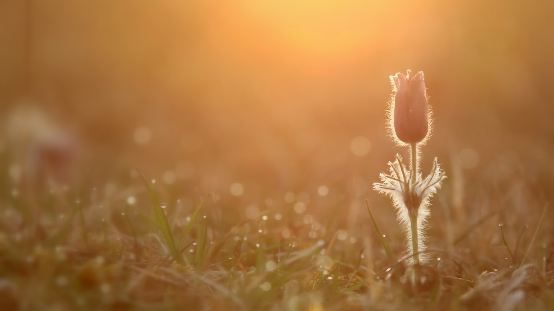 A single pasqueflower bud in soft morning light HD Wallpaper