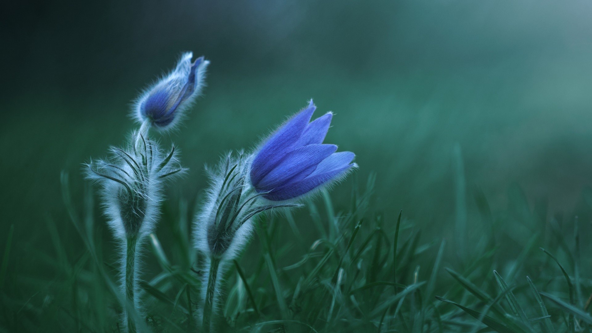 Blue pasqueflower in green grass HD Wallpaper