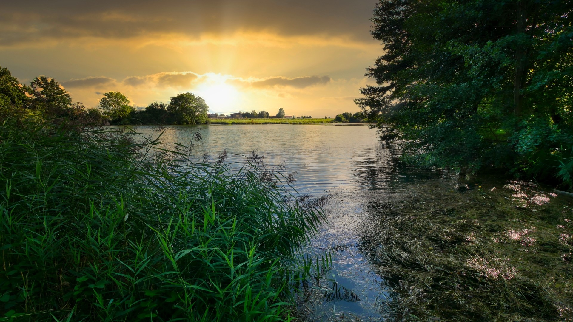 Sunset over a lake with reeds and trees HD Wallpaper
