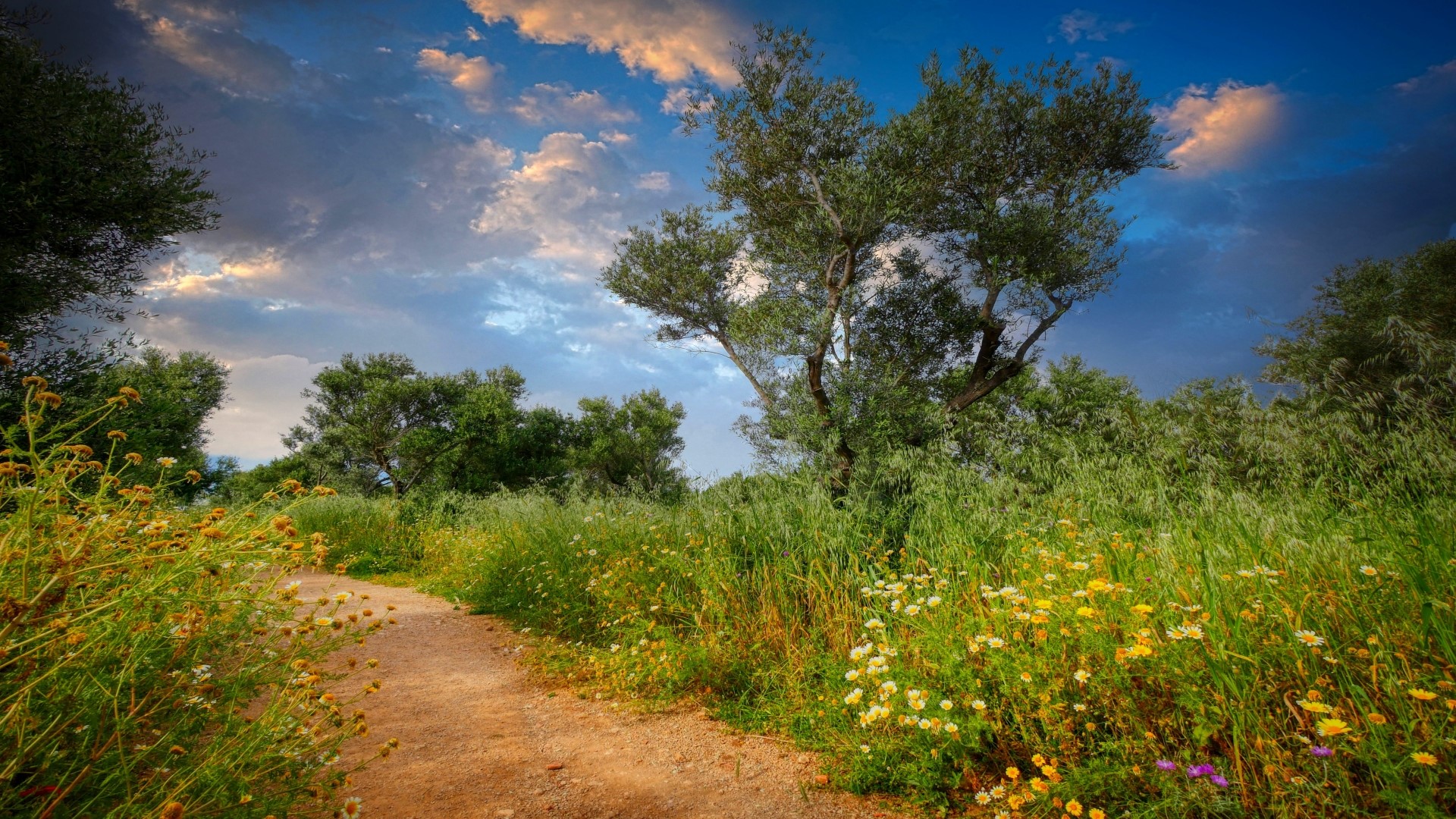 Dirt path through a field of wildflowers and trees HD Wallpaper