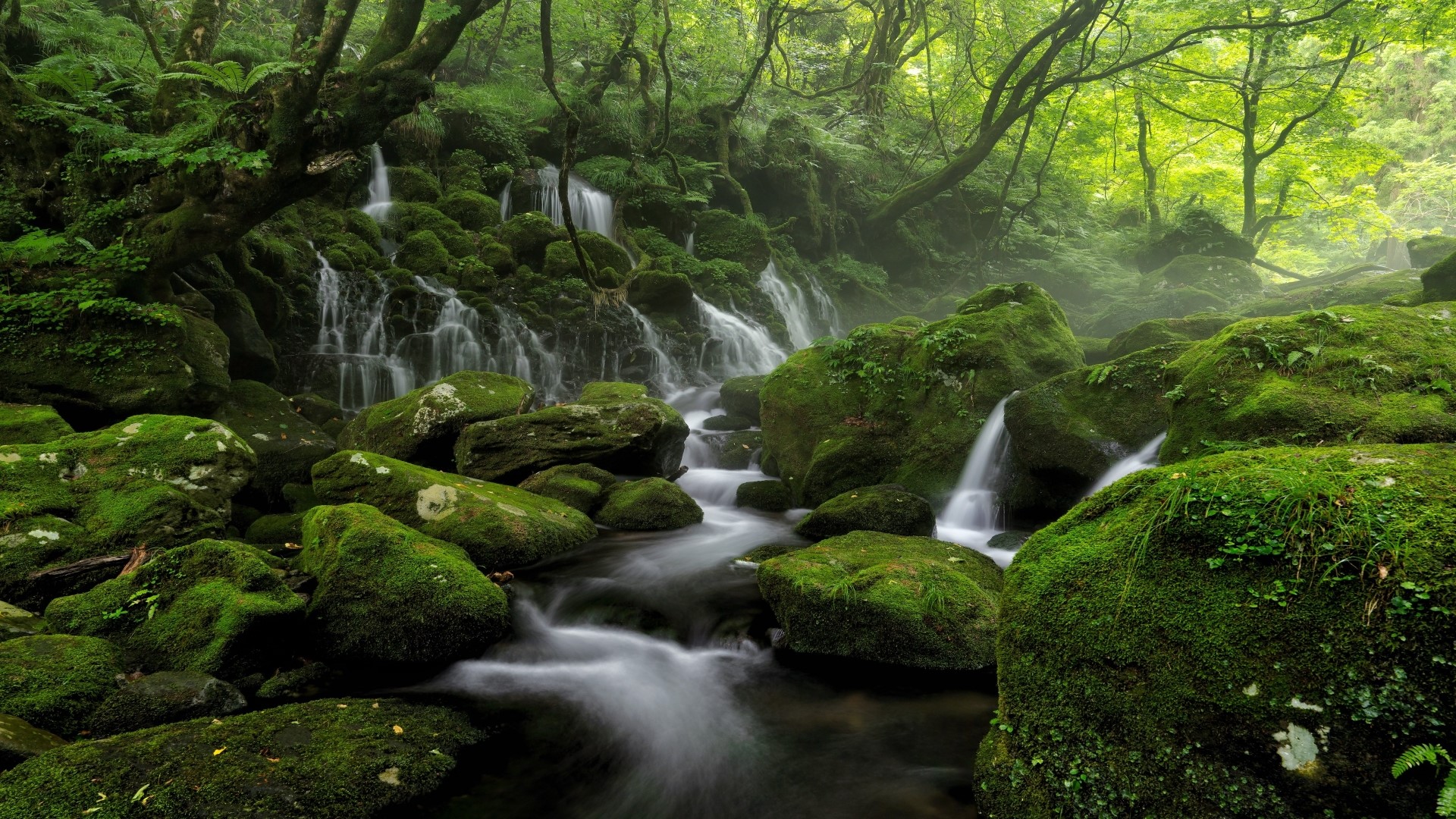 Mossy rocks and waterfalls in a green forest HD Wallpaper