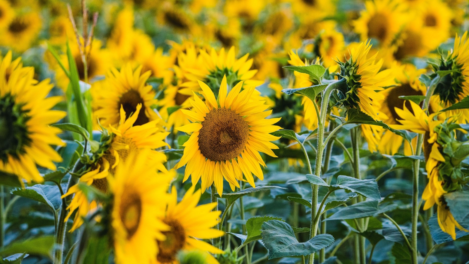 Field of Sunflowers HD Wallpaper