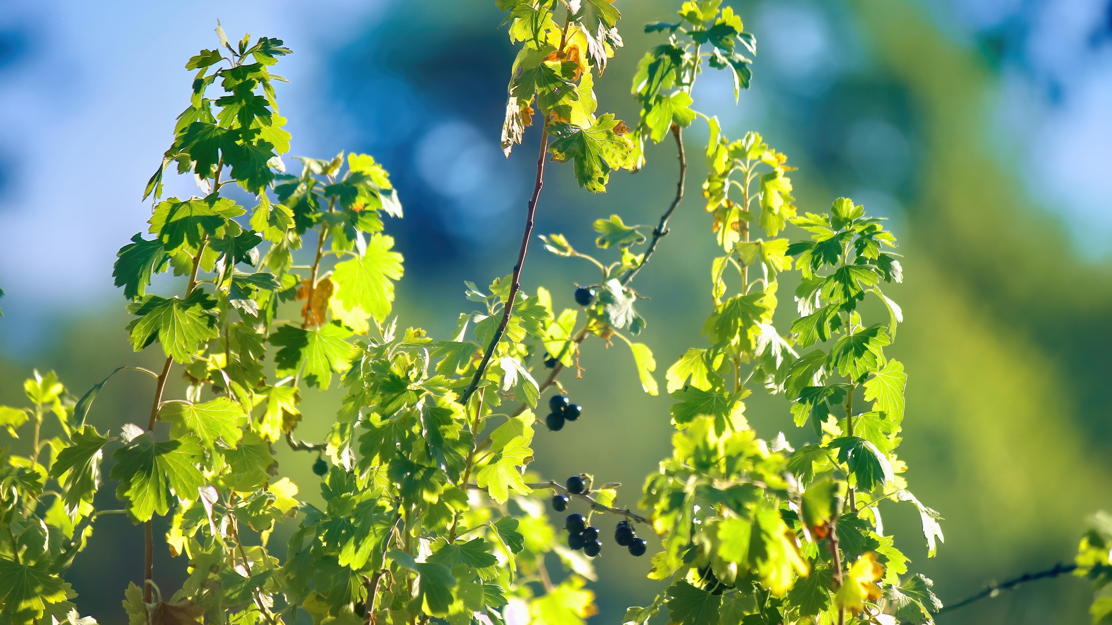 4K Currant Bush with Berries HD Wallpaper