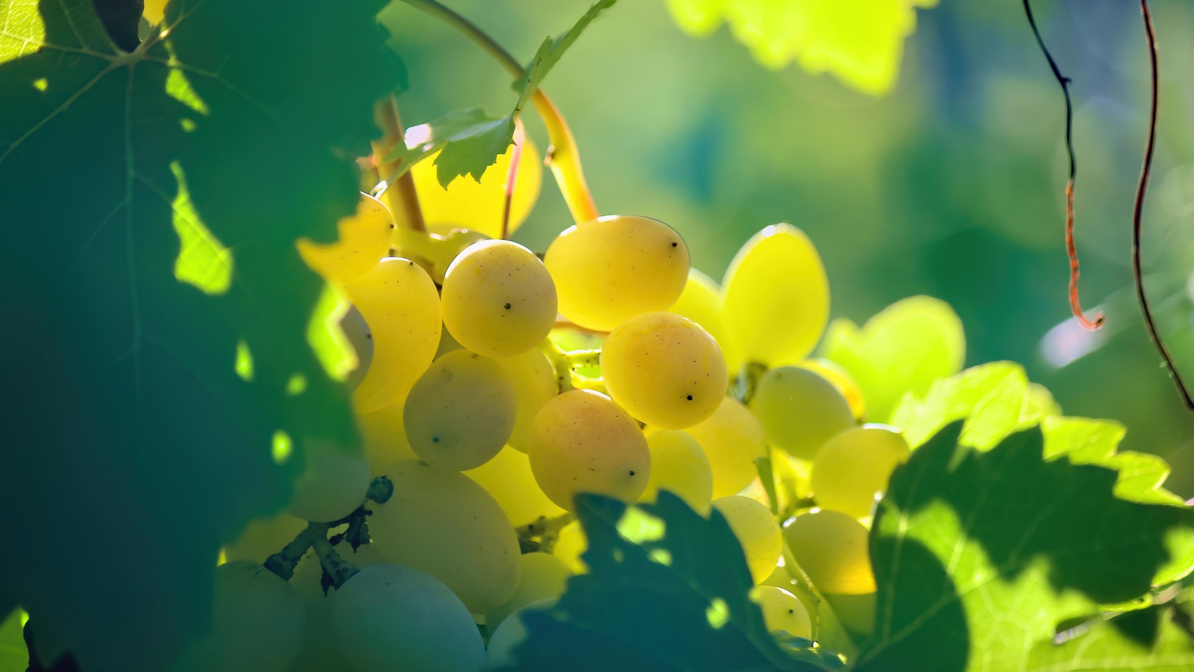 4K Grapes on a Vine HD Wallpaper