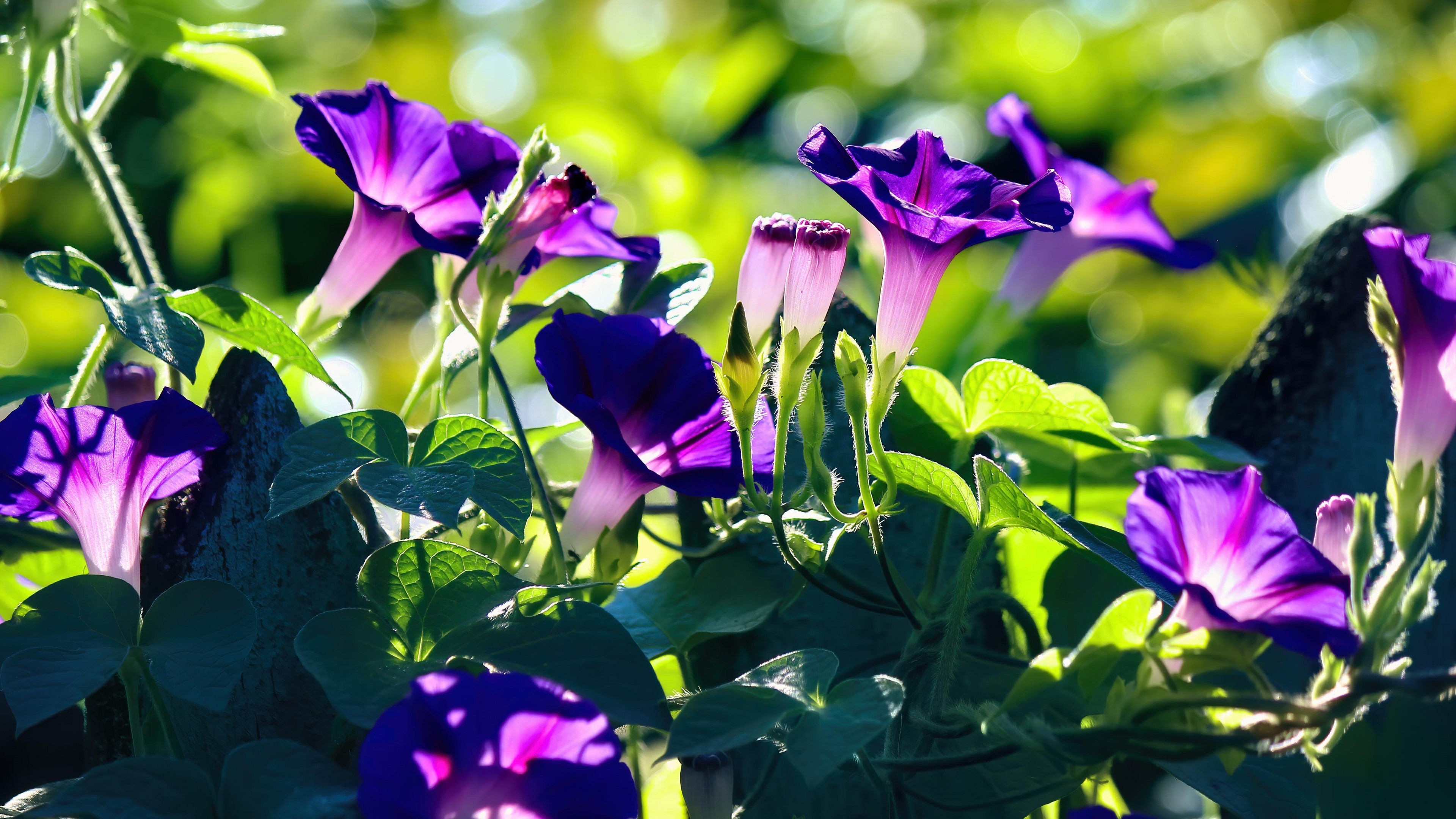 4K Purple Morning Glory Flowers HD Wallpaper