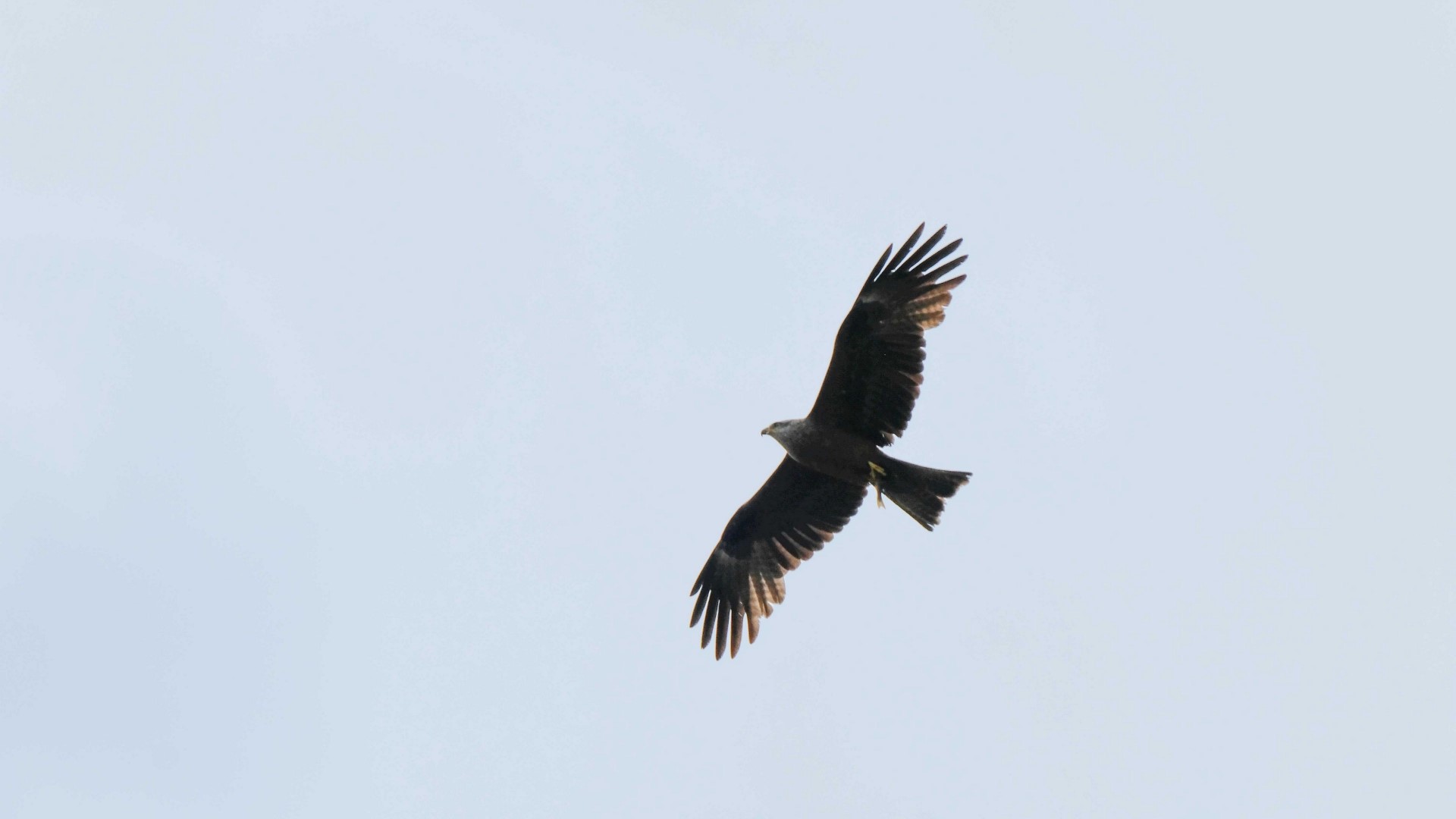 Eagle in flight against a pale sky HD Wallpaper