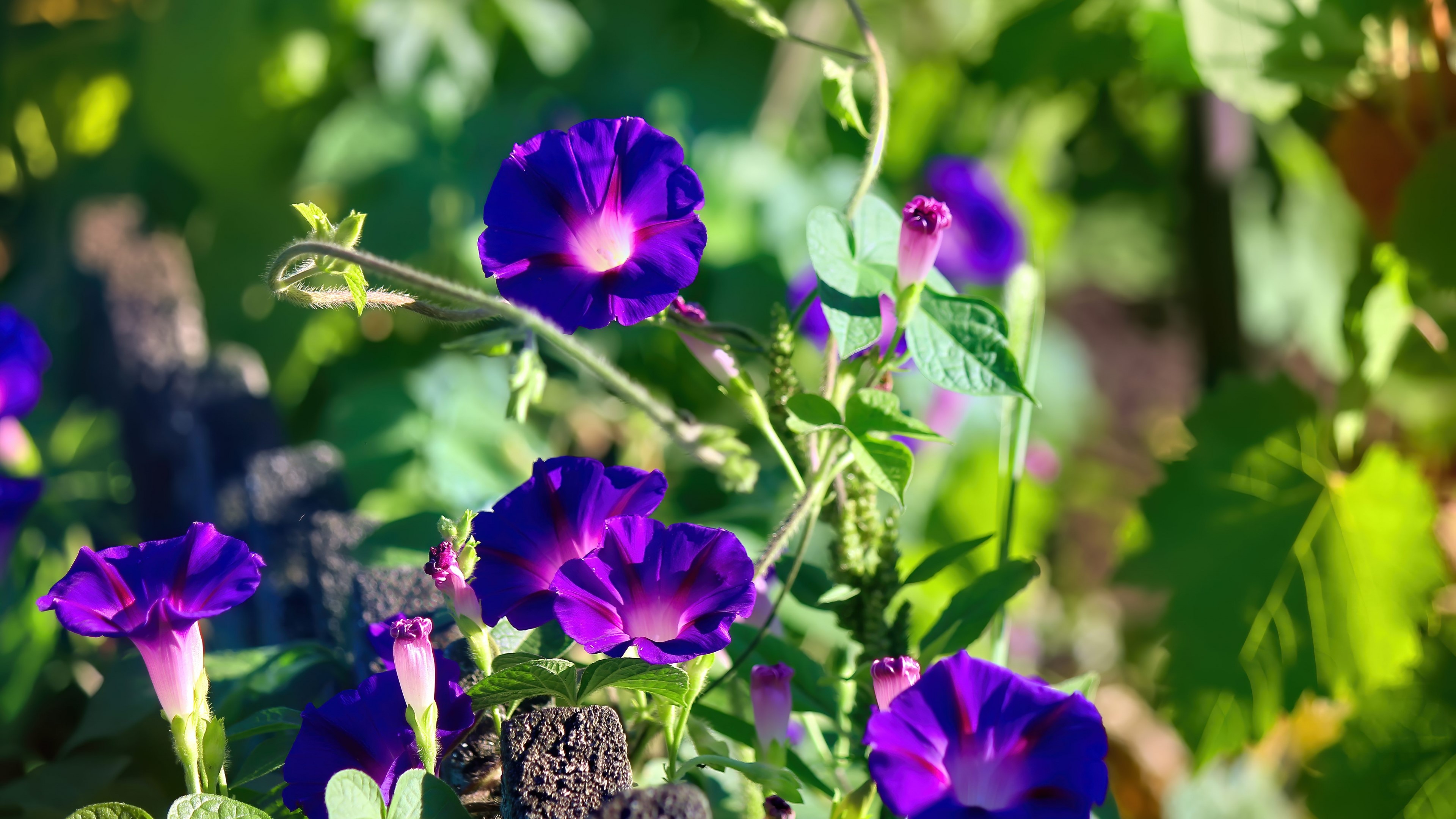 4K Purple Morning Glory Flowers HD Wallpaper