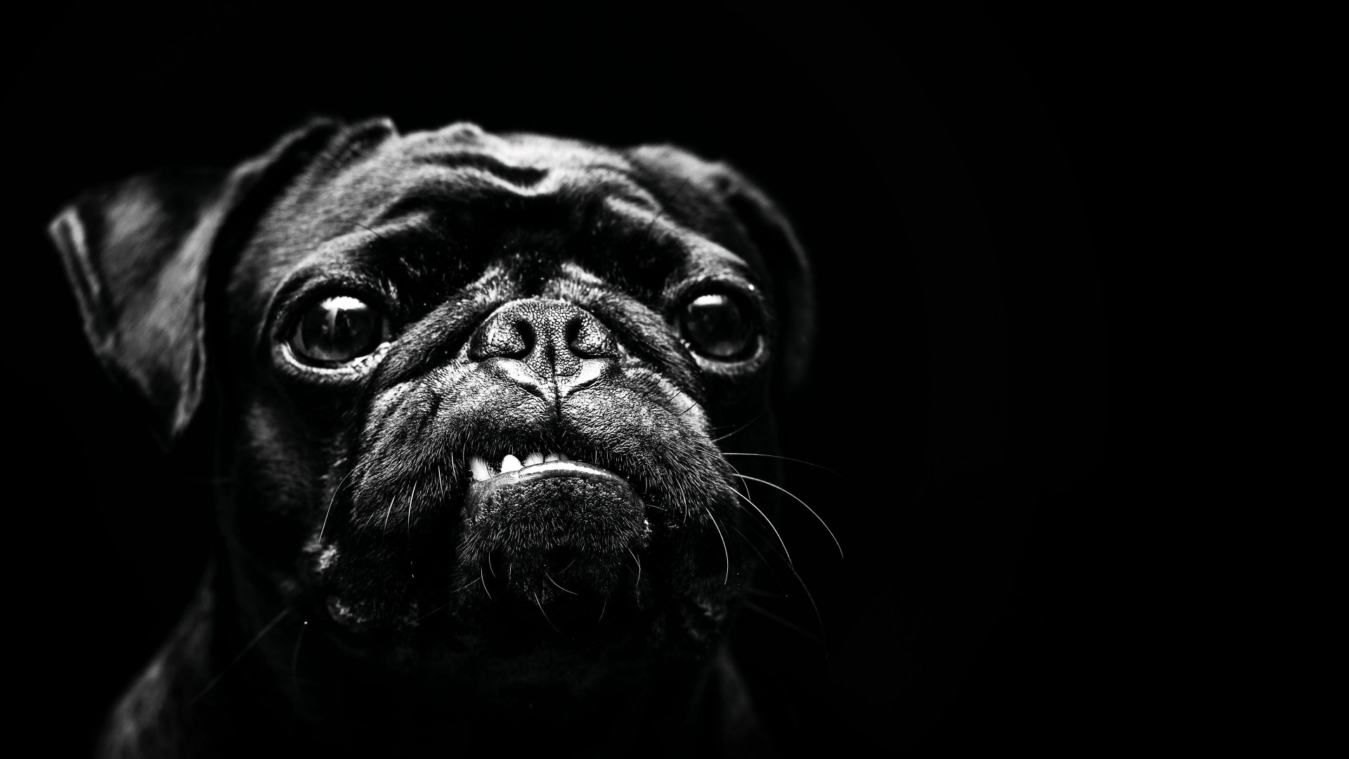 Black Pug with intense stare HD Wallpaper