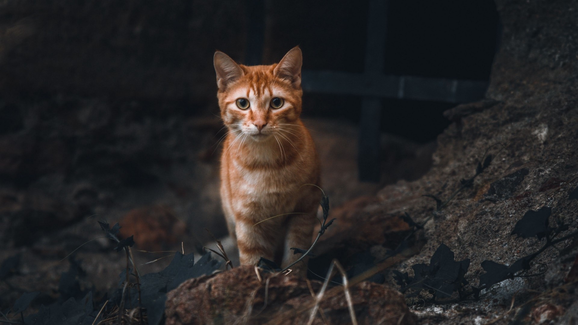 Orange tabby cat standing on rocks HD Wallpaper