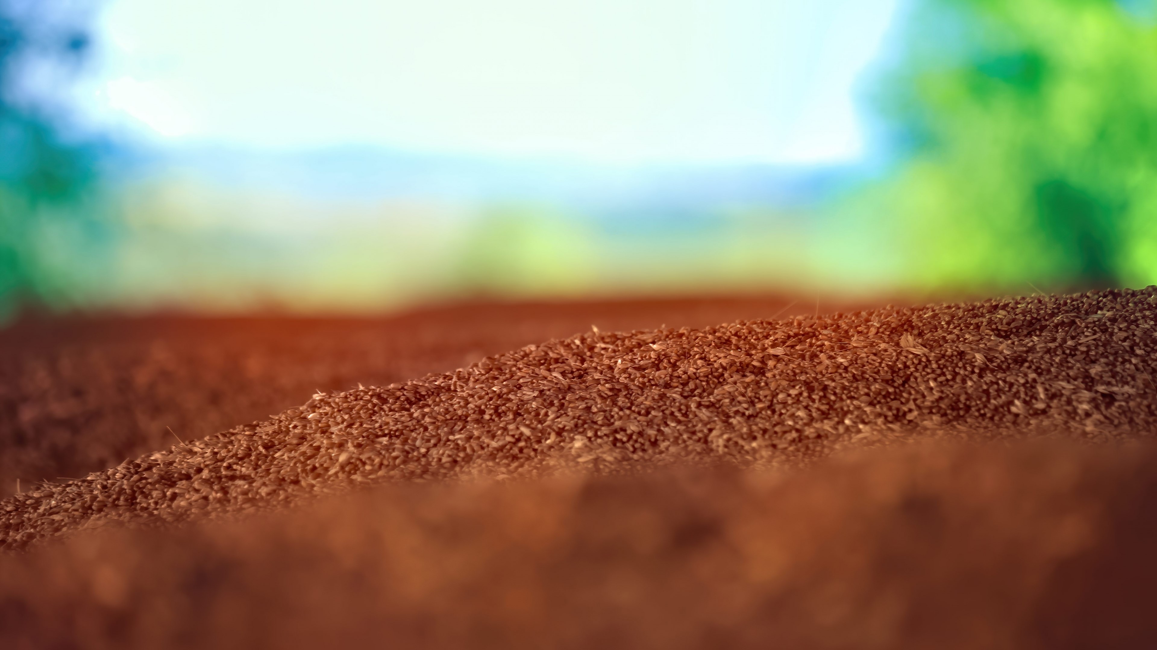 The harvest HD Wallpaper