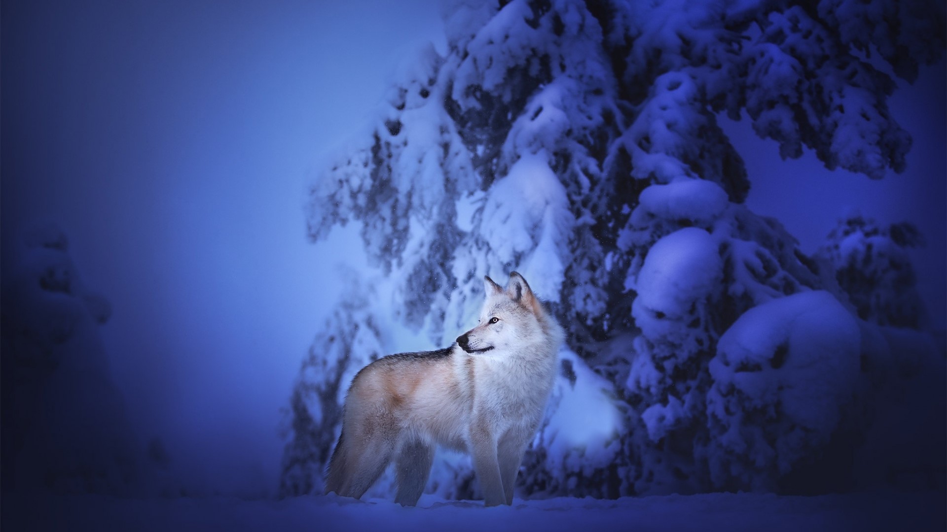 Wolf in a Snowy Forest HD Wallpaper