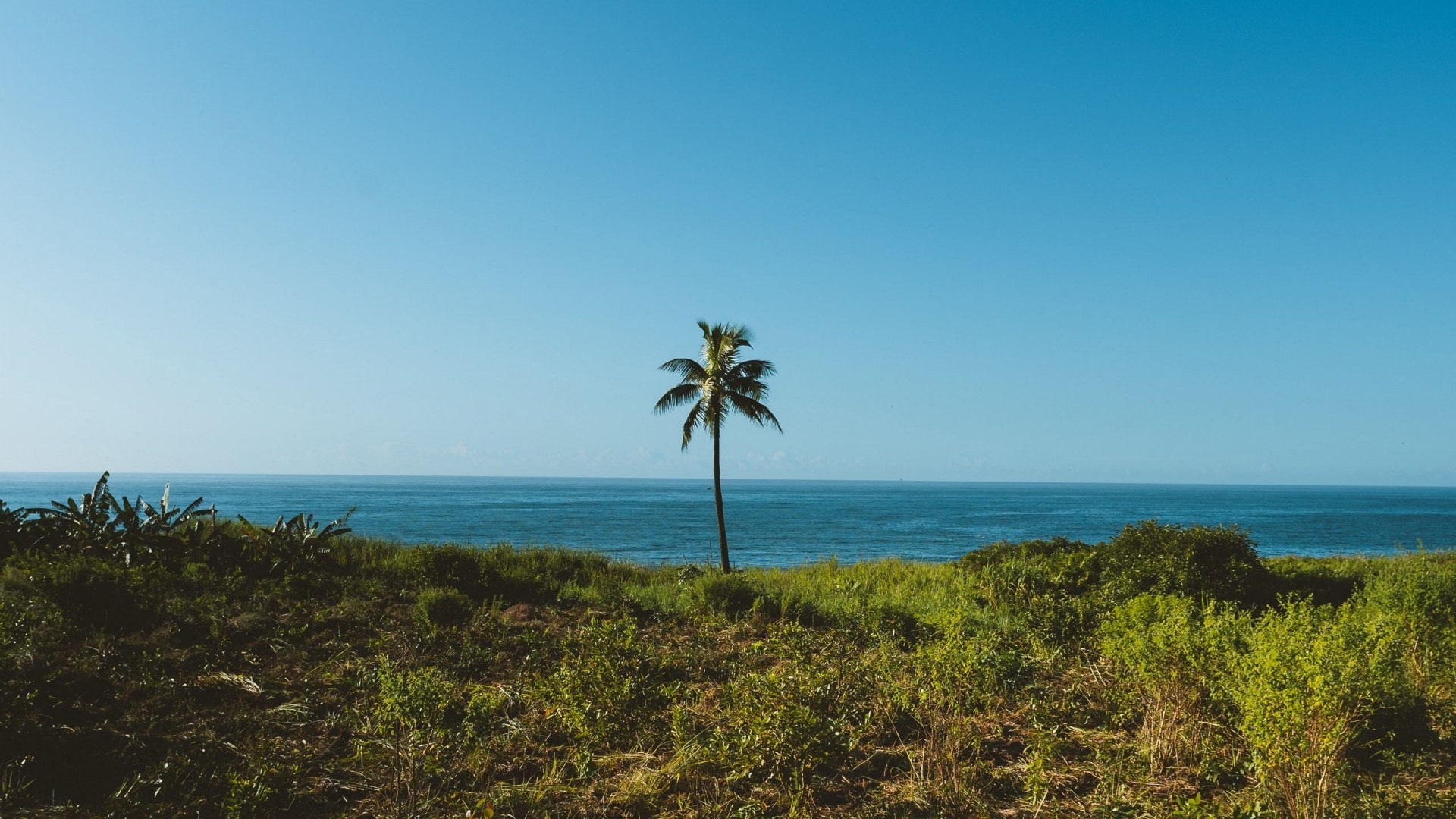 Palm tree on a grassy hill overlooking the ocean HD Wallpaper