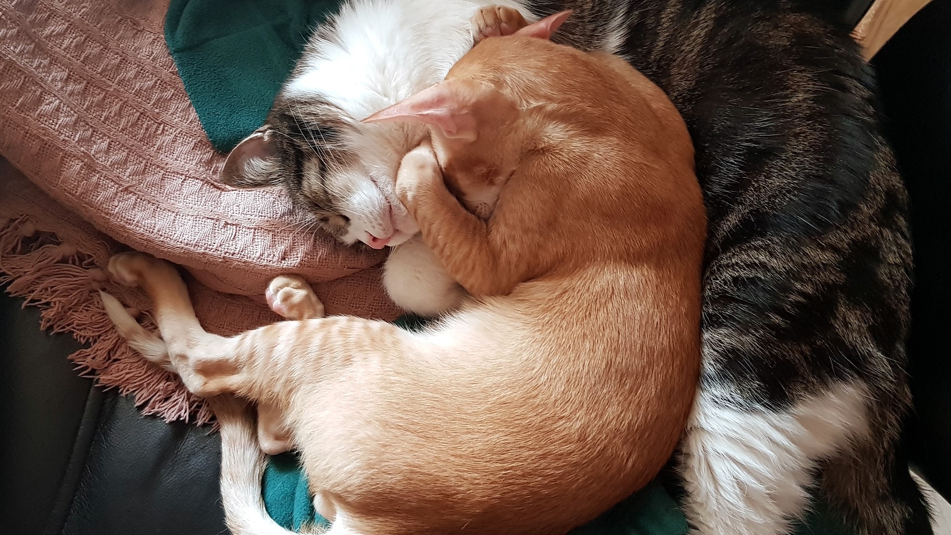 Two cats sleeping on a blanket HD Wallpaper