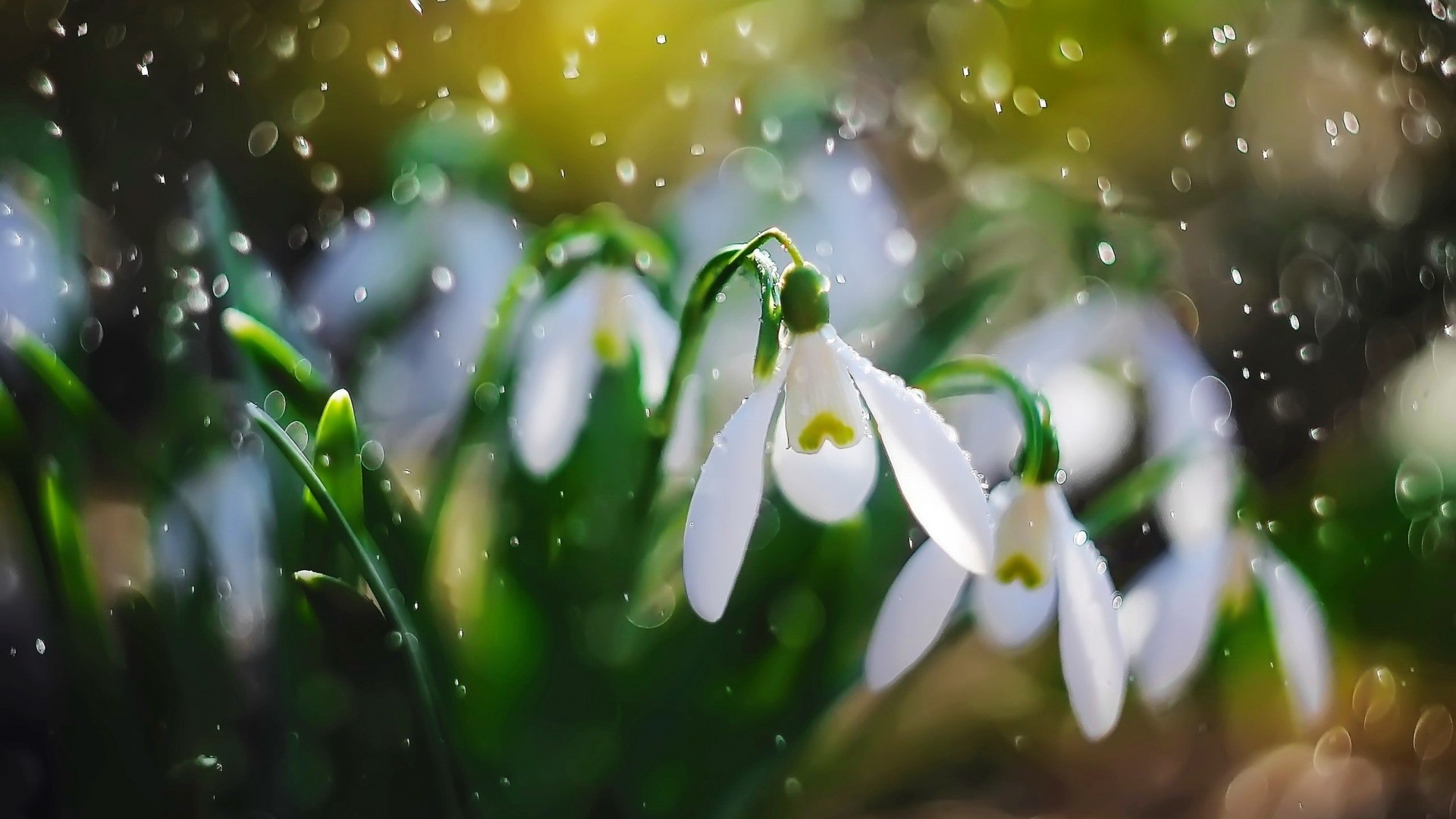 Snowdrops with Dewdrops in Sunlight HD Wallpaper
