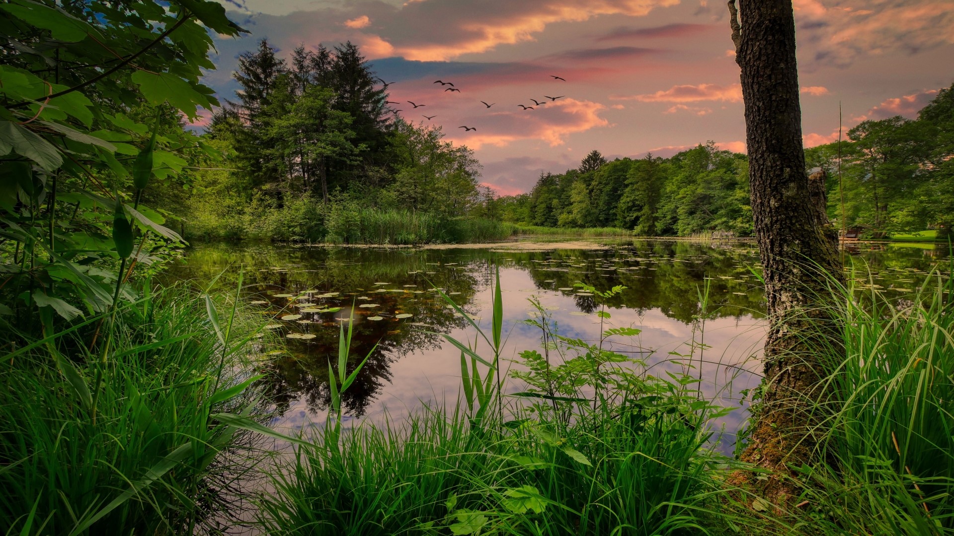 Nature scene with a lake and forest at sunset HD Wallpaper