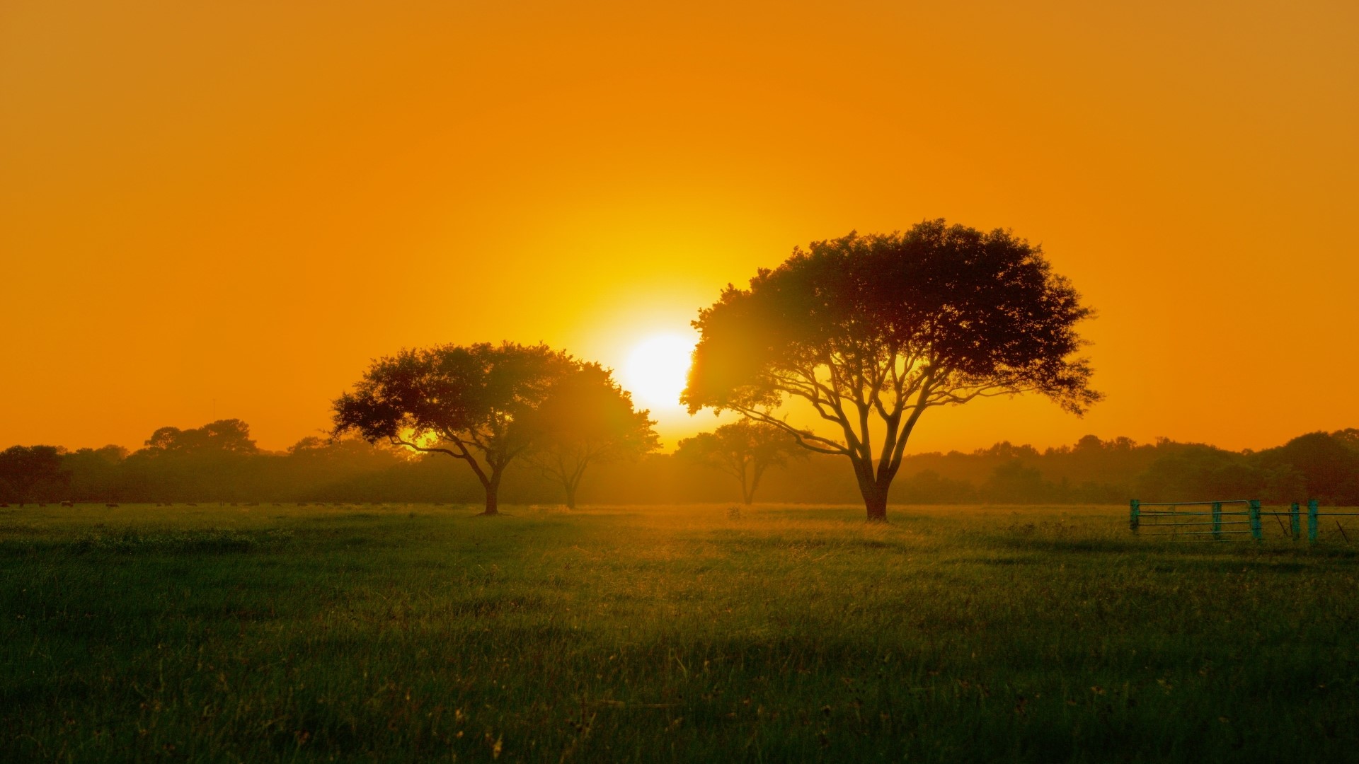 Sunset over a grassy field with trees HD Wallpaper