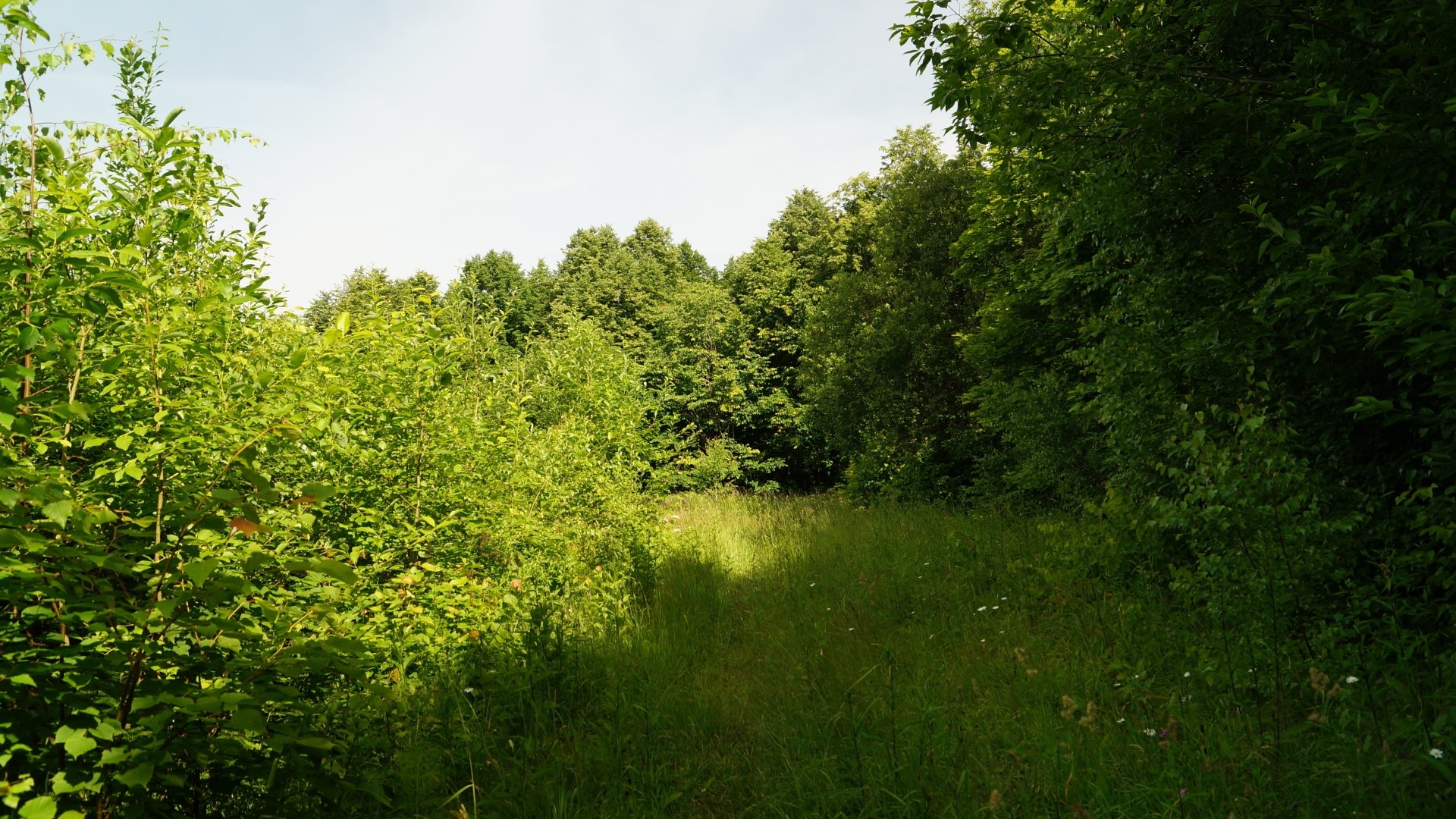 A path through a sunlit forest with green trees HD Wallpaper