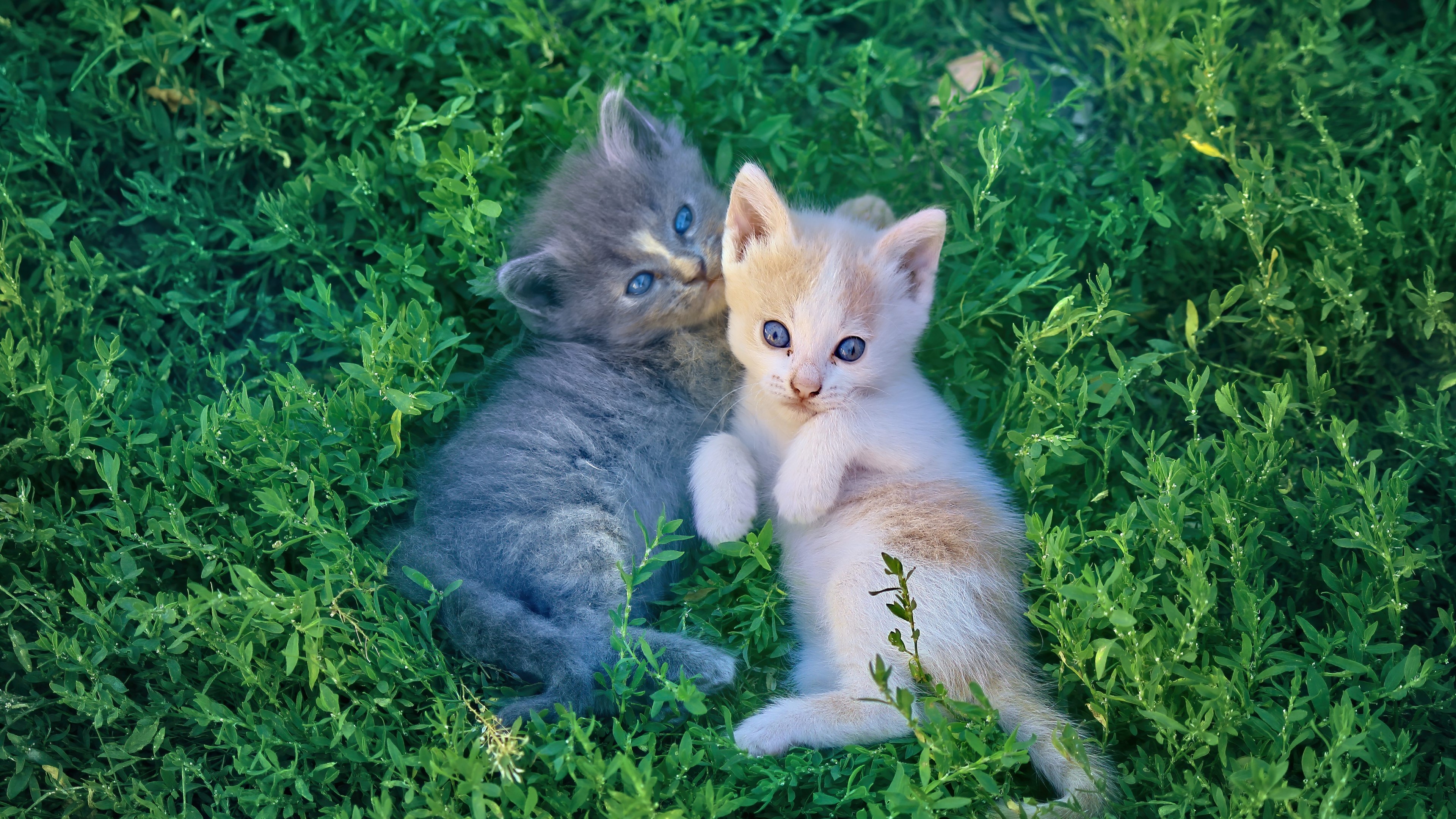 Two Kittens in Green Grass HD Wallpaper