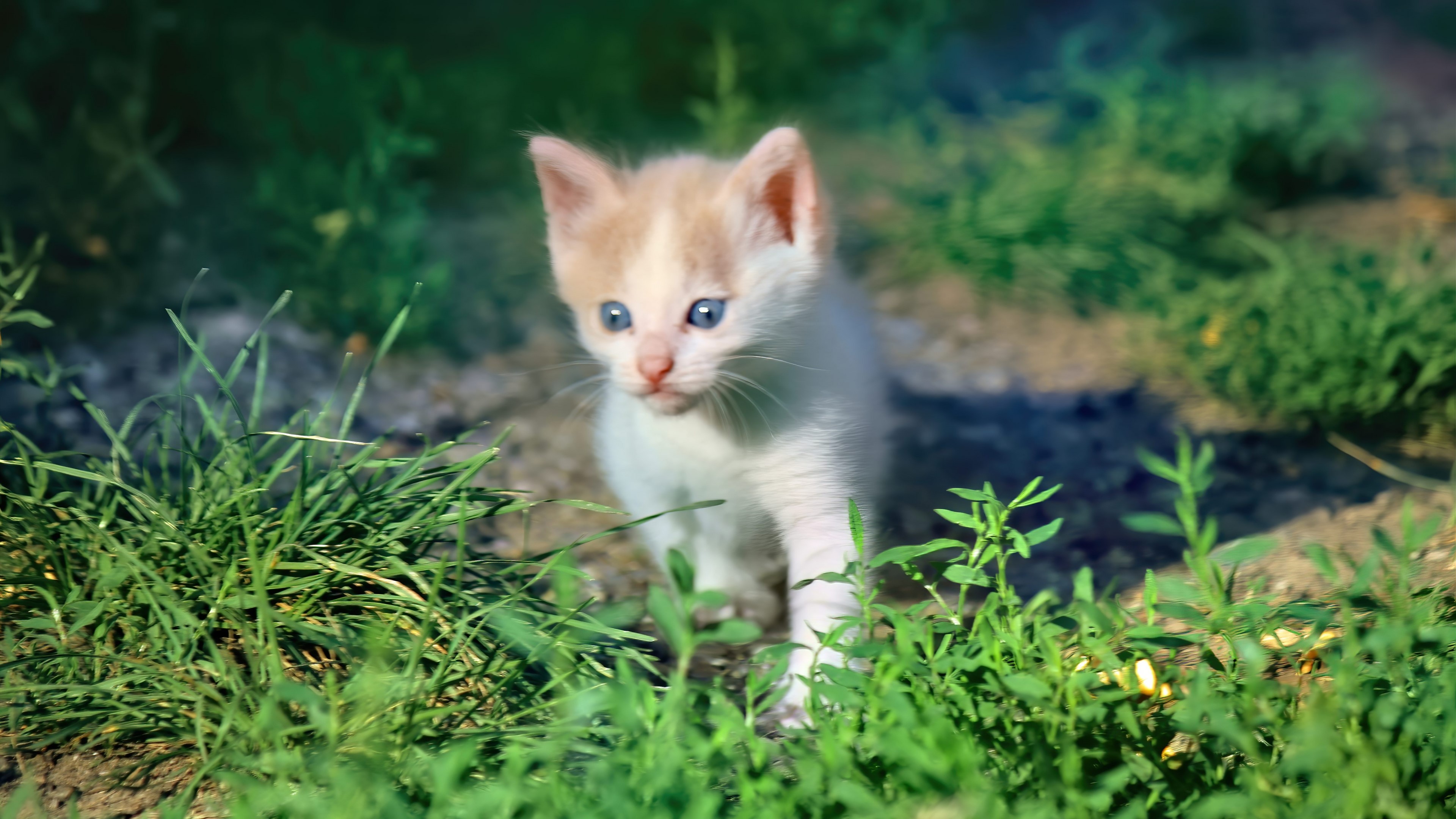 4K Kitten Walking Through Grass HD Wallpaper