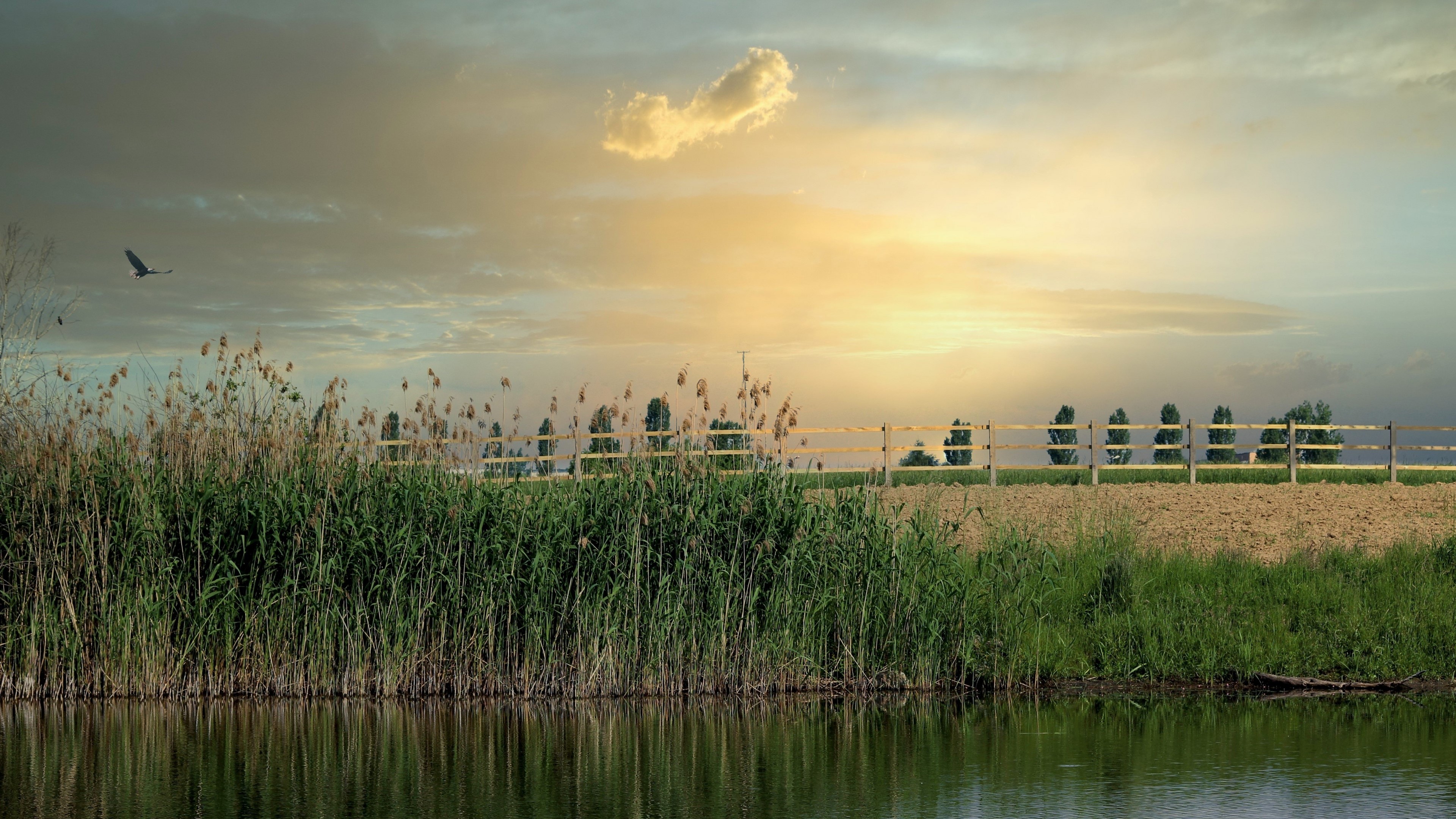 4K Nature Landscape with Bird and Fence HD Wallpaper