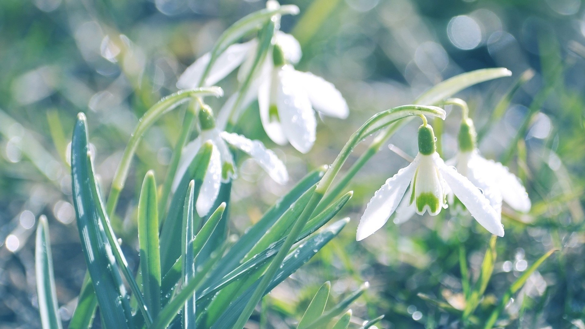 Close-up of Snowdrop Flowers with Dew Drops HD Wallpaper