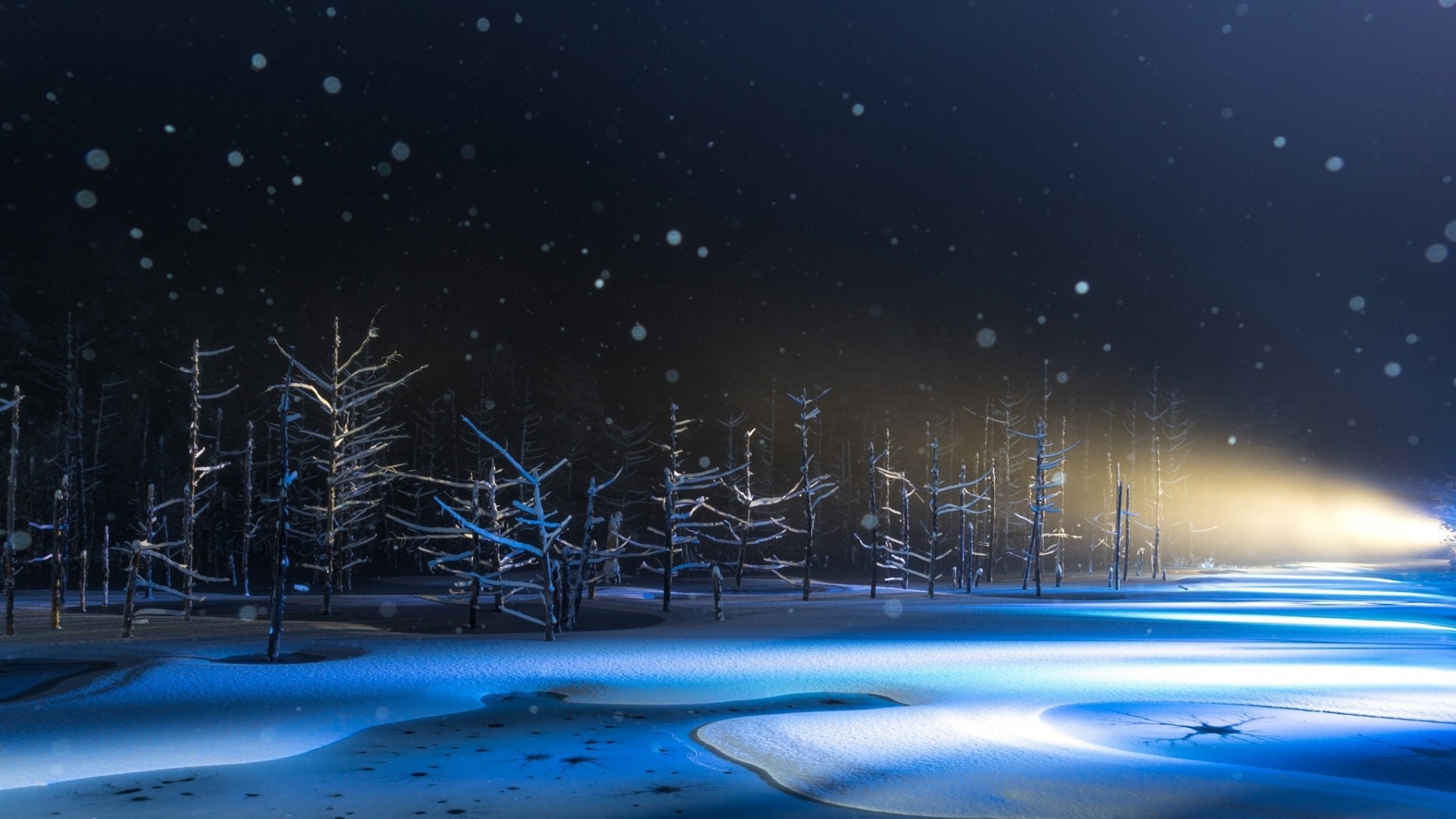 Snowy forest with bright light at night HD Wallpaper
