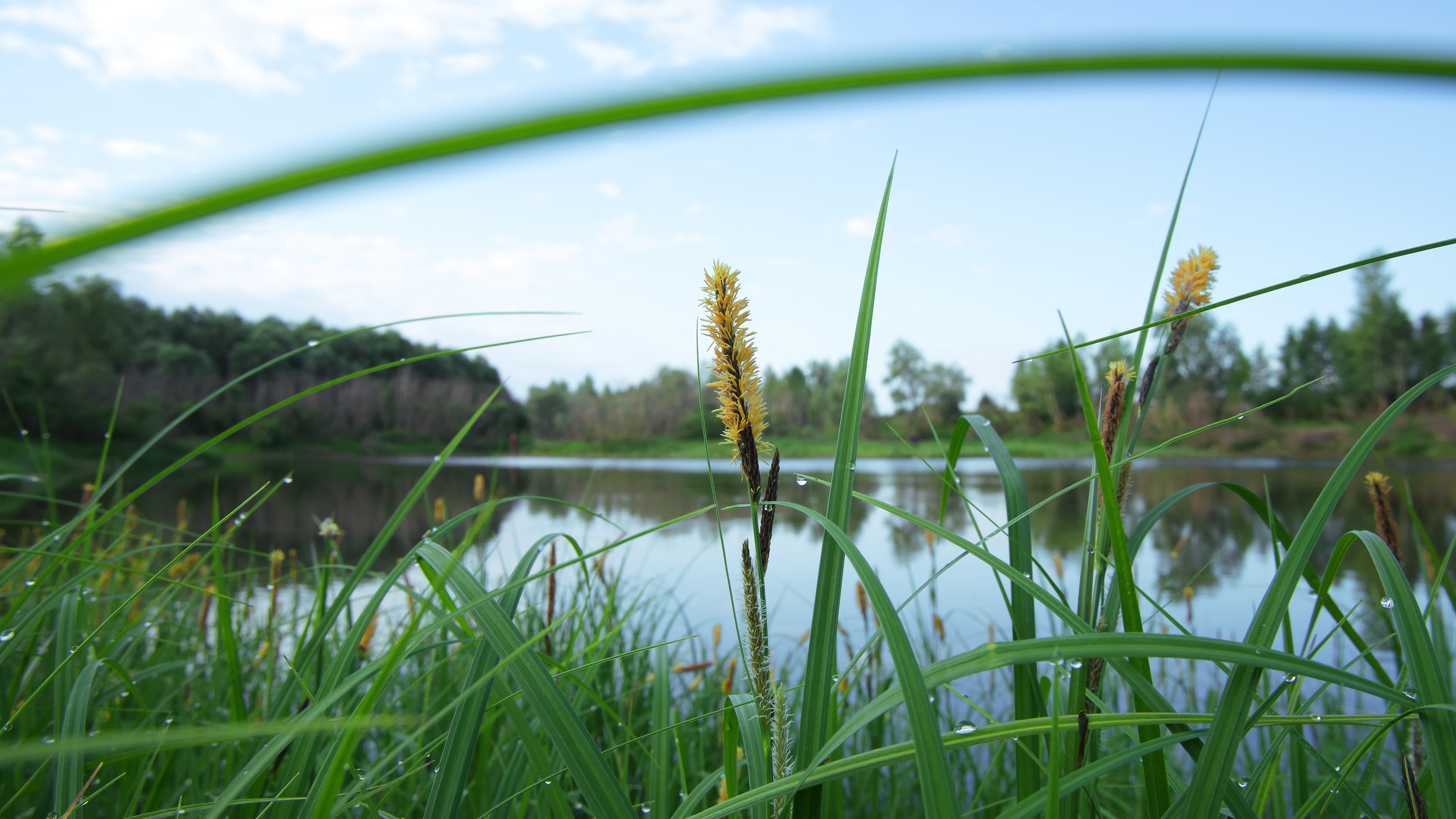 Grasses and reeds by a river HD Wallpaper
