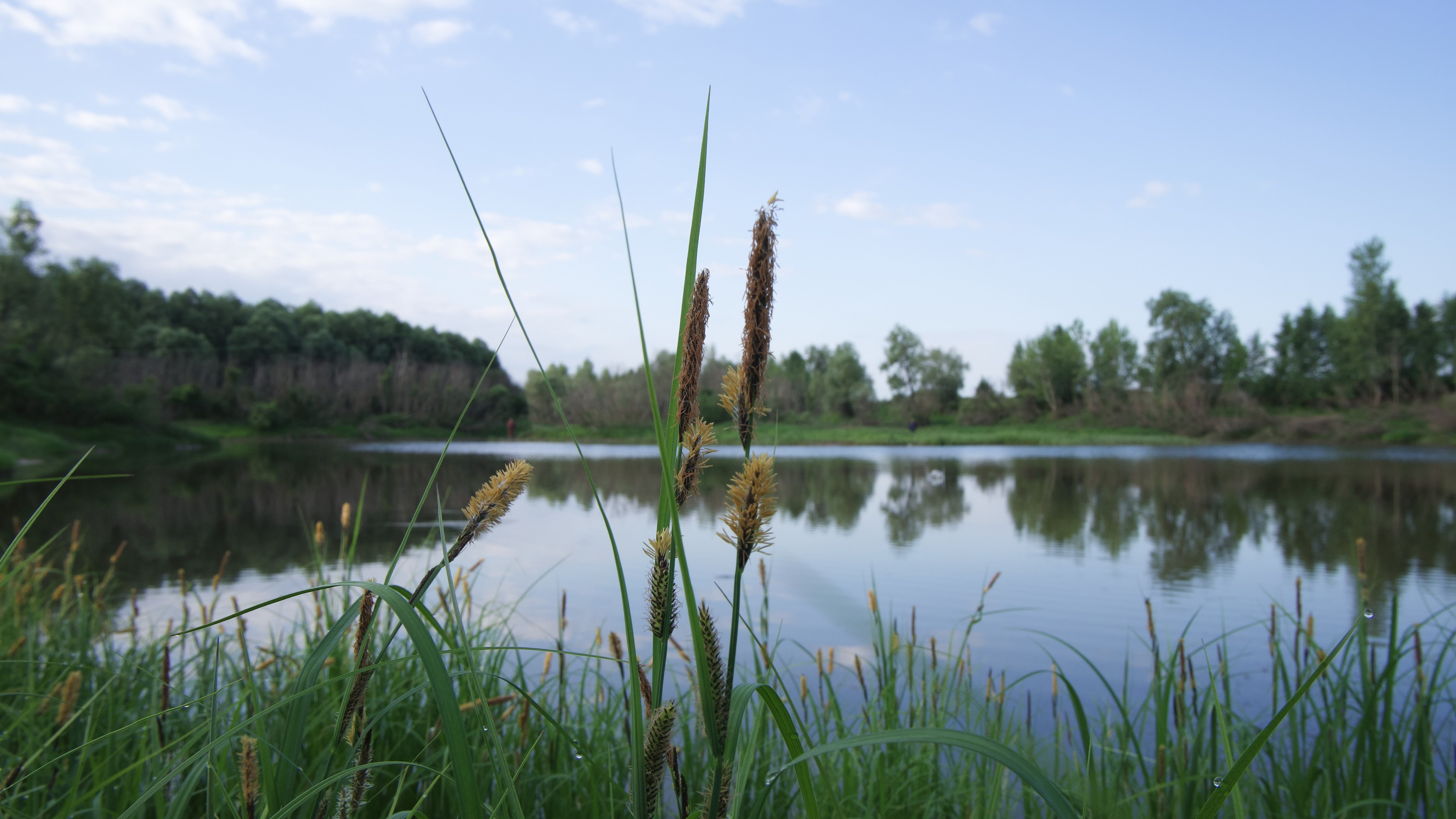 4K desktop wallpaper of a lake and reeds HD Wallpaper