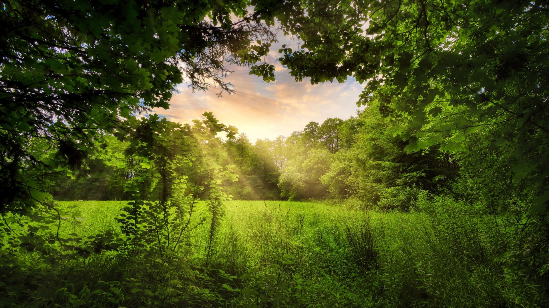 Sunlight filtering through trees onto a grassy field HD Wallpaper