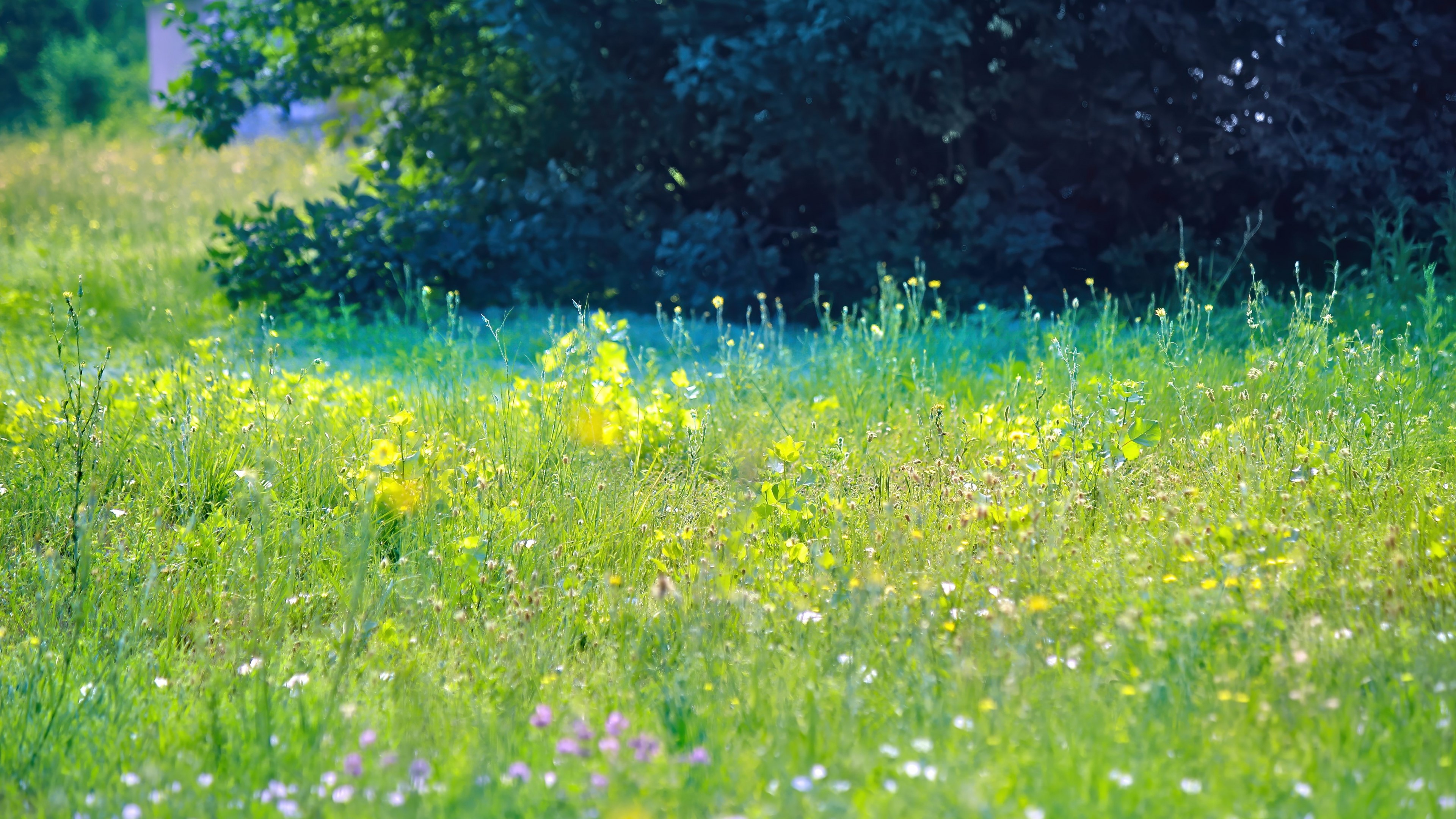 4K Summer Meadow with Wildflowers HD Wallpaper