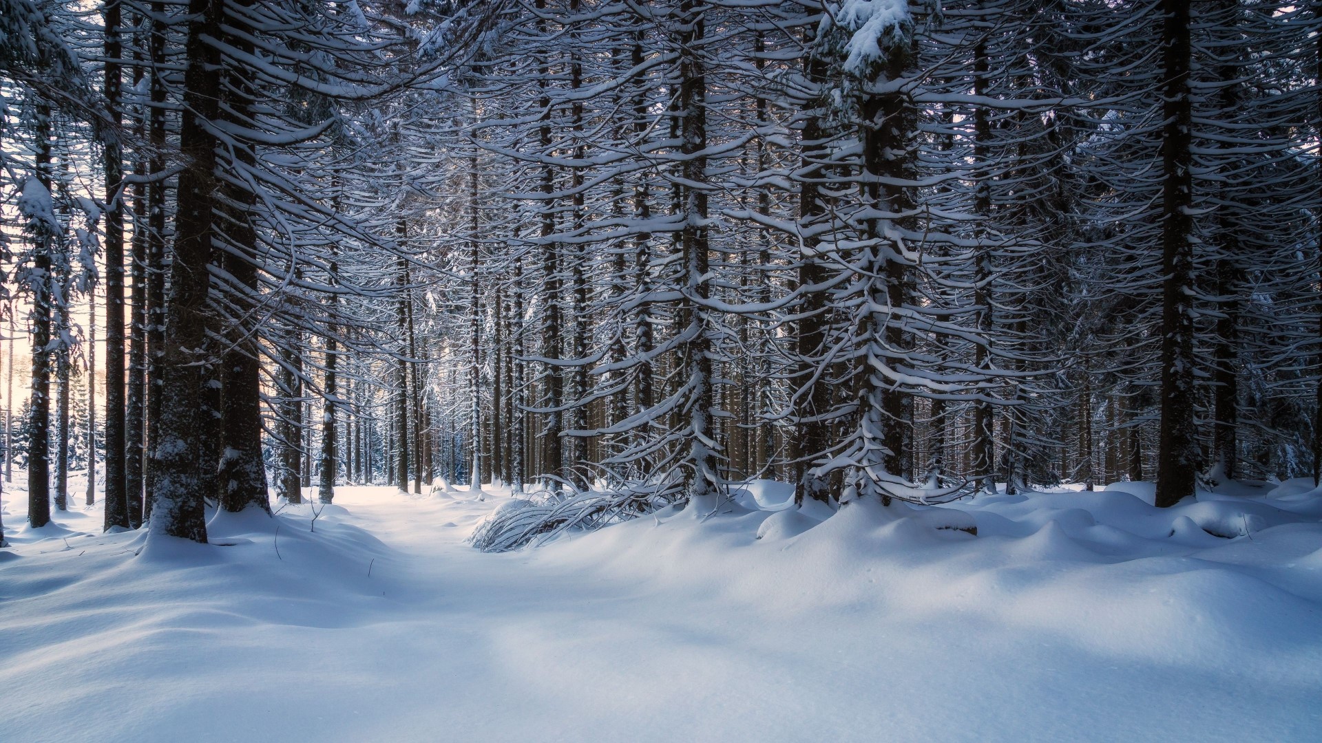 Snowy forest with sunlit path HD Wallpaper