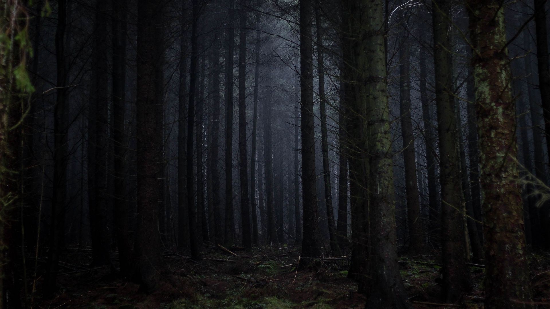 Dark Forest with Tall Trees HD Wallpaper