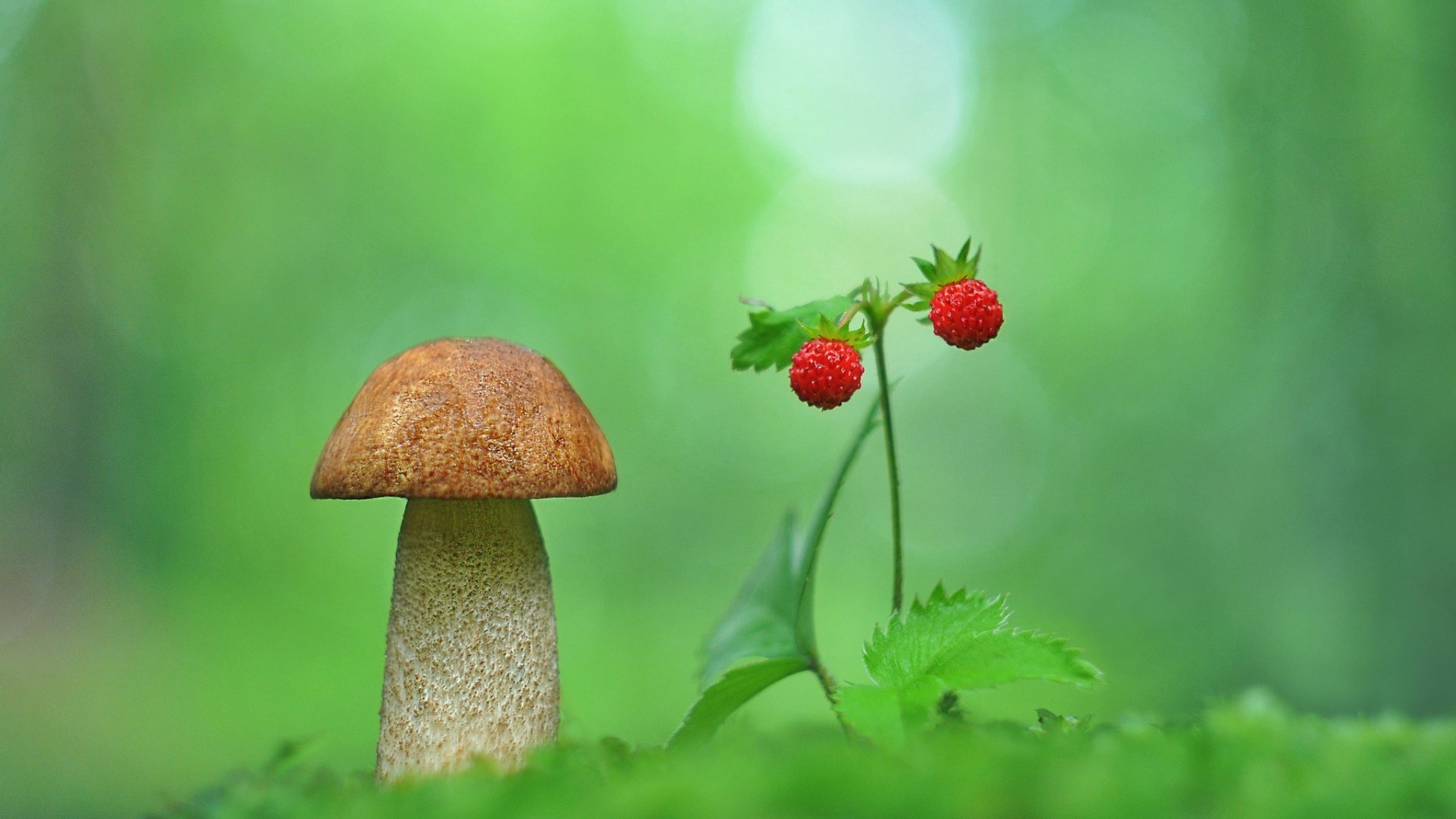Mushroom and wild strawberries in a forest HD Wallpaper