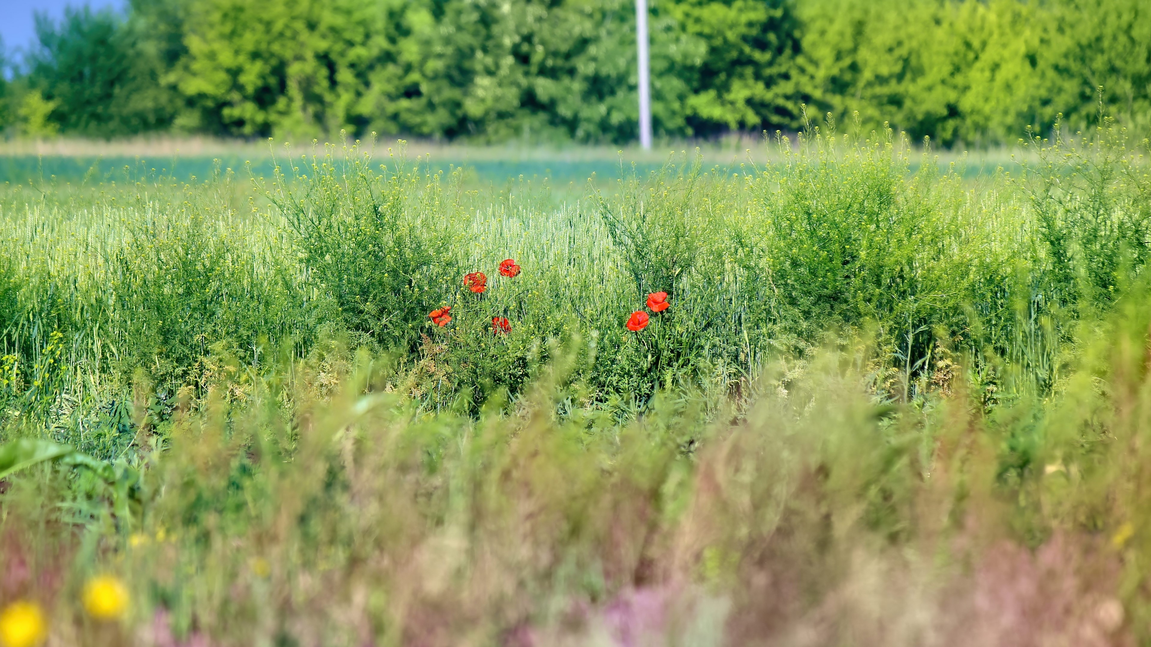 4K Poppies in a Field HD Wallpaper