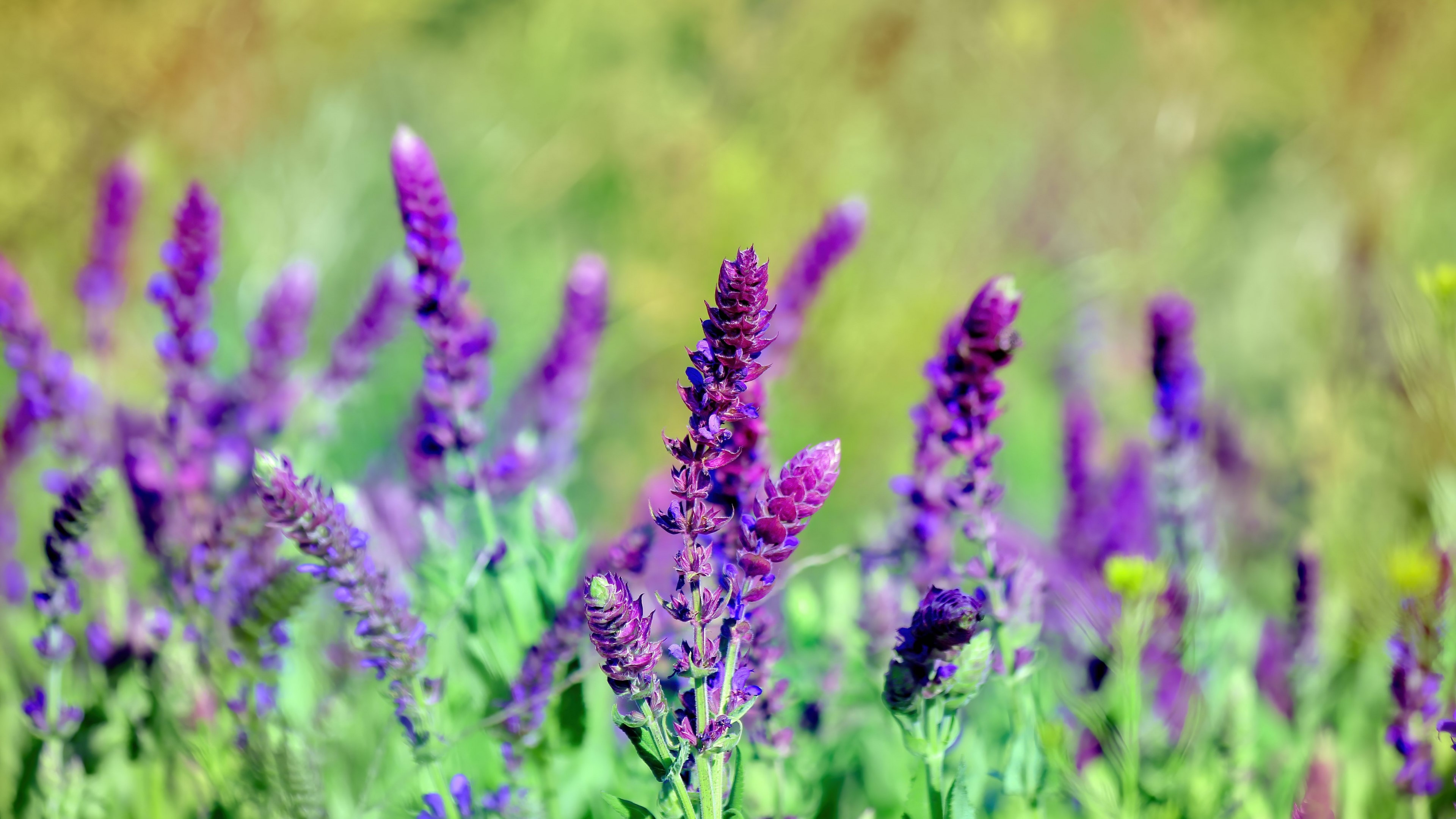 Purple flowers in a field HD Wallpaper