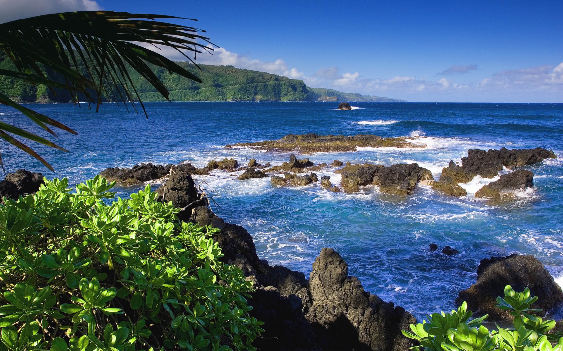 Rocky coastline with lush green plants and blue ocean HD Wallpaper