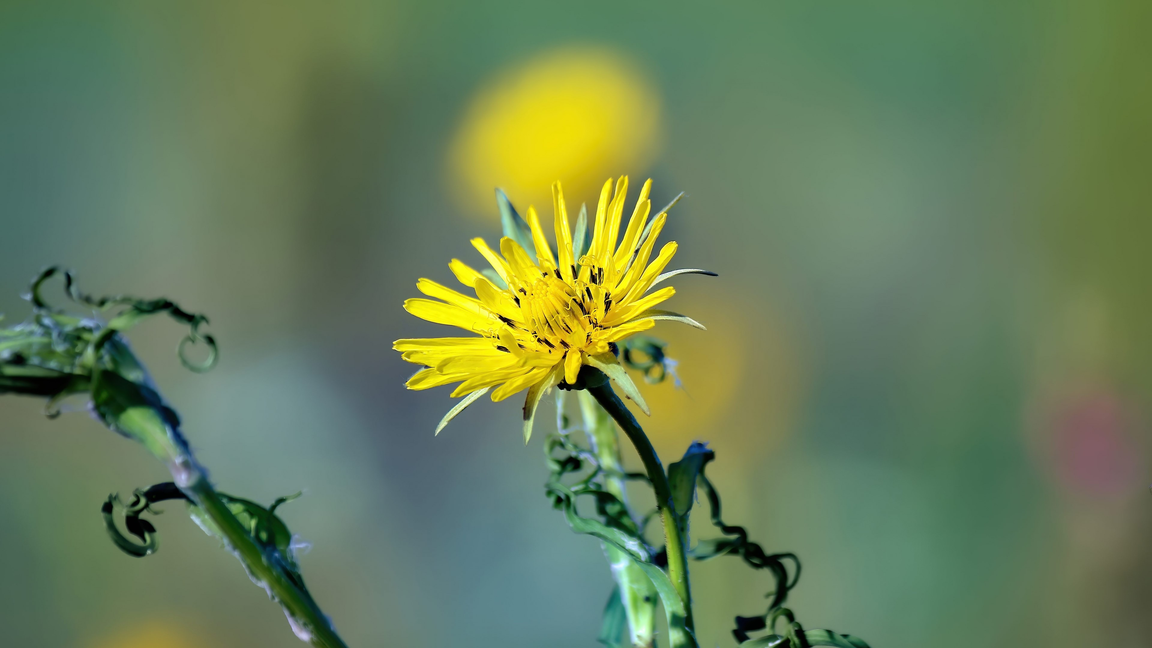 4K Yellow Flower HD Wallpaper