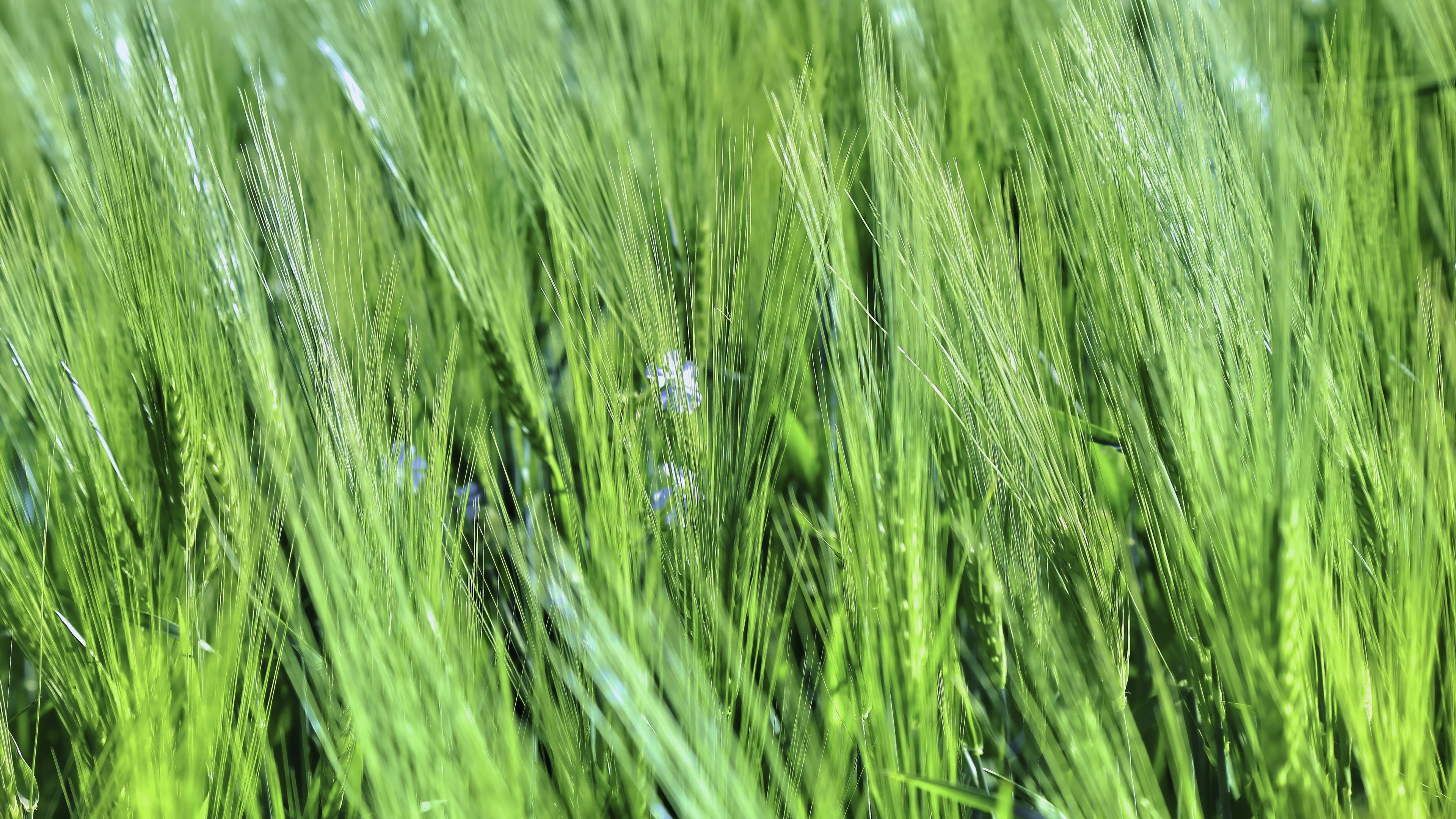 Green wheat field with blue flowers HD Wallpaper