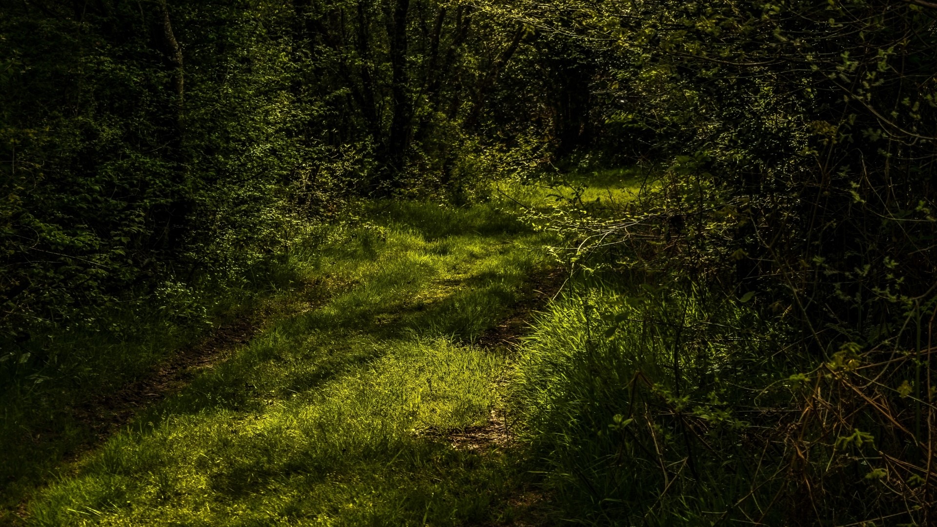 Sunlit forest path with green grass HD Wallpaper