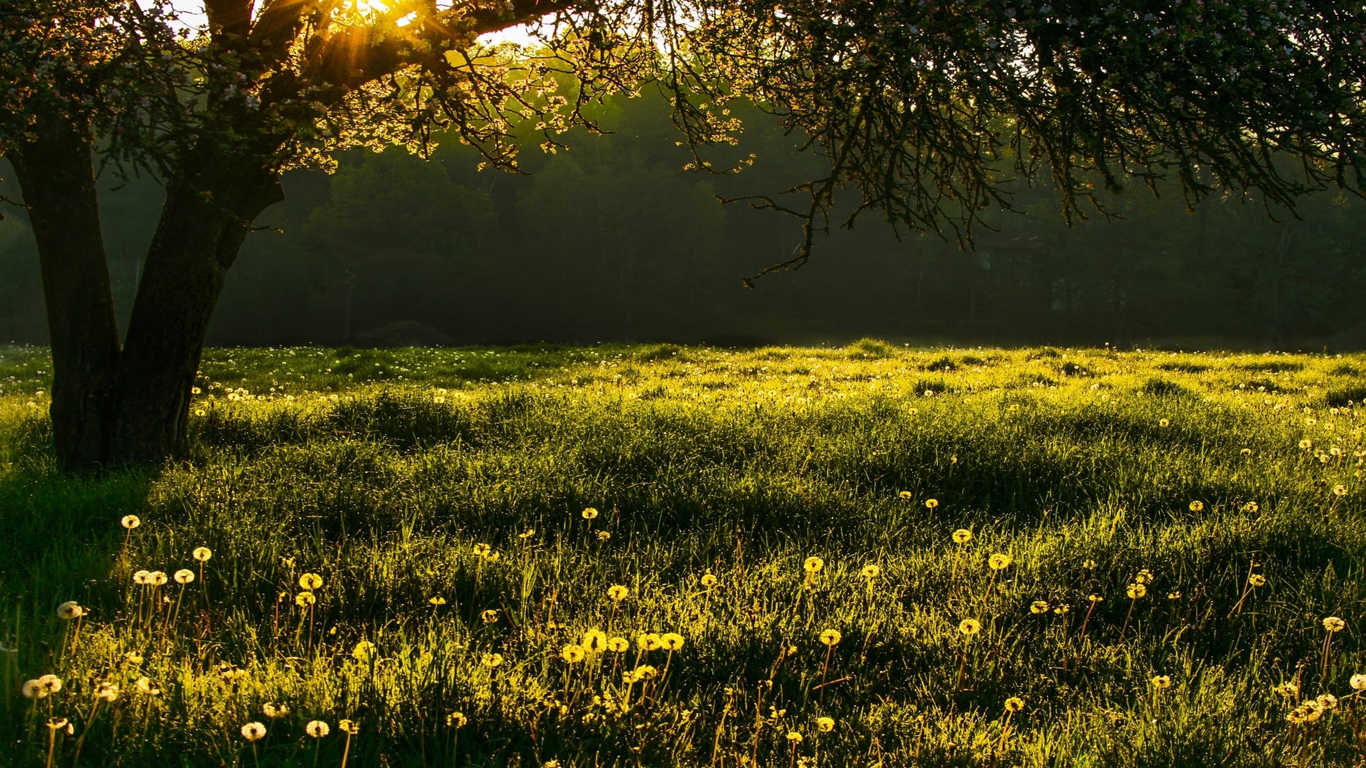 Morning sunlit meadow with dandelions and a tree HD Wallpaper