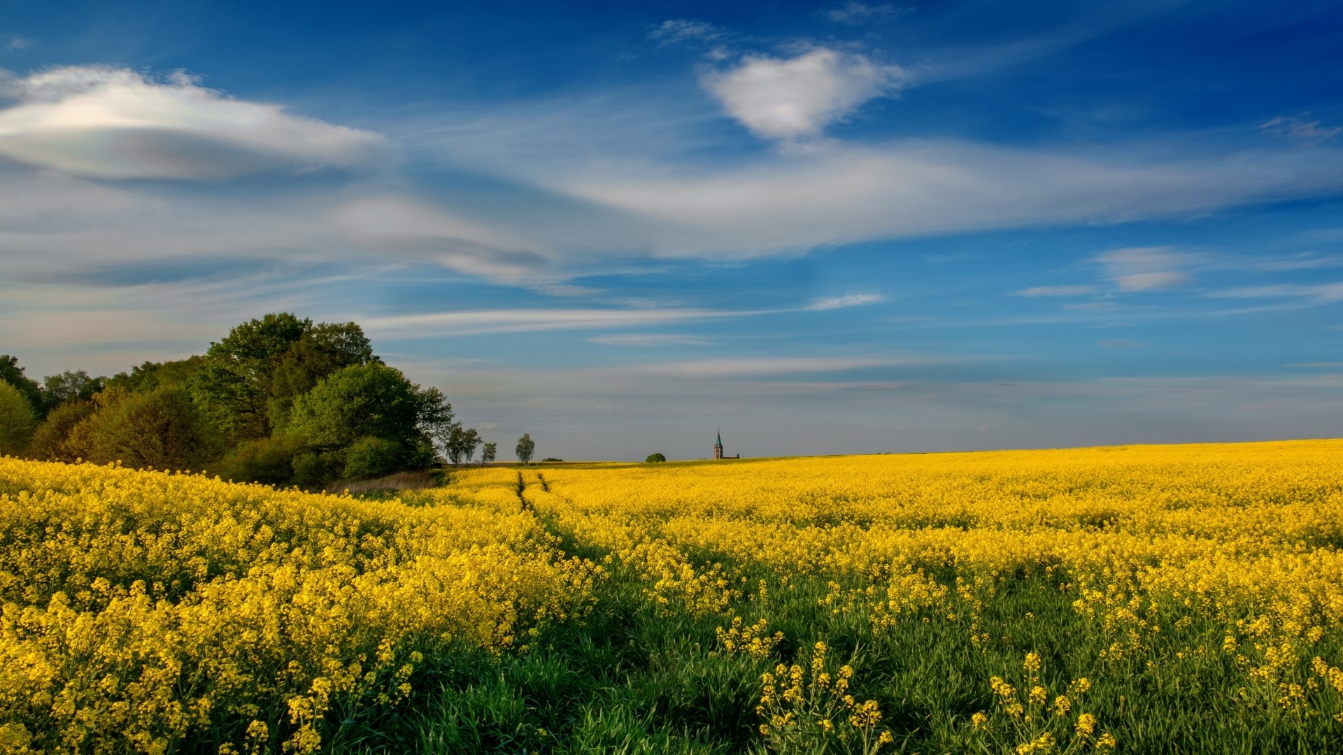 Field of yellow rapeseed flowers under a blue sky HD Wallpaper