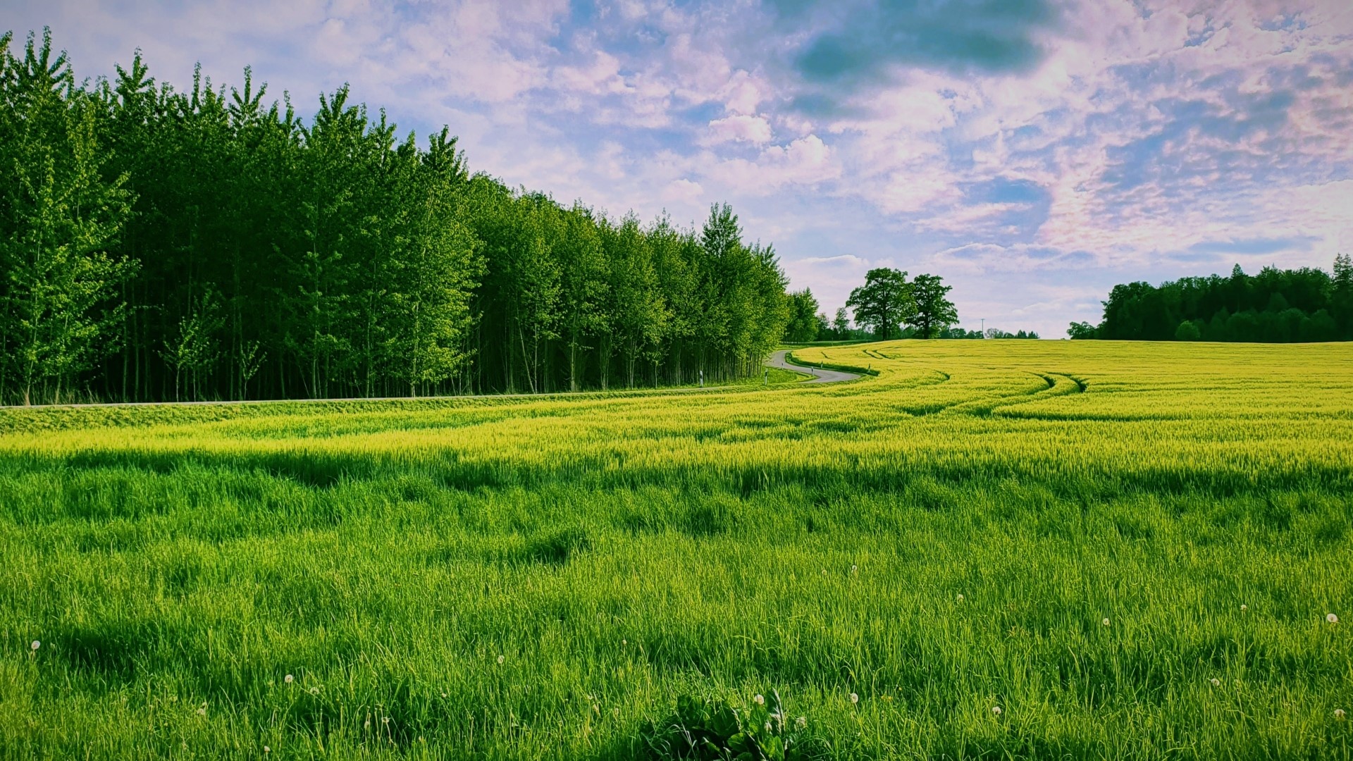 Green field with trees and a cloudy sky HD Wallpaper
