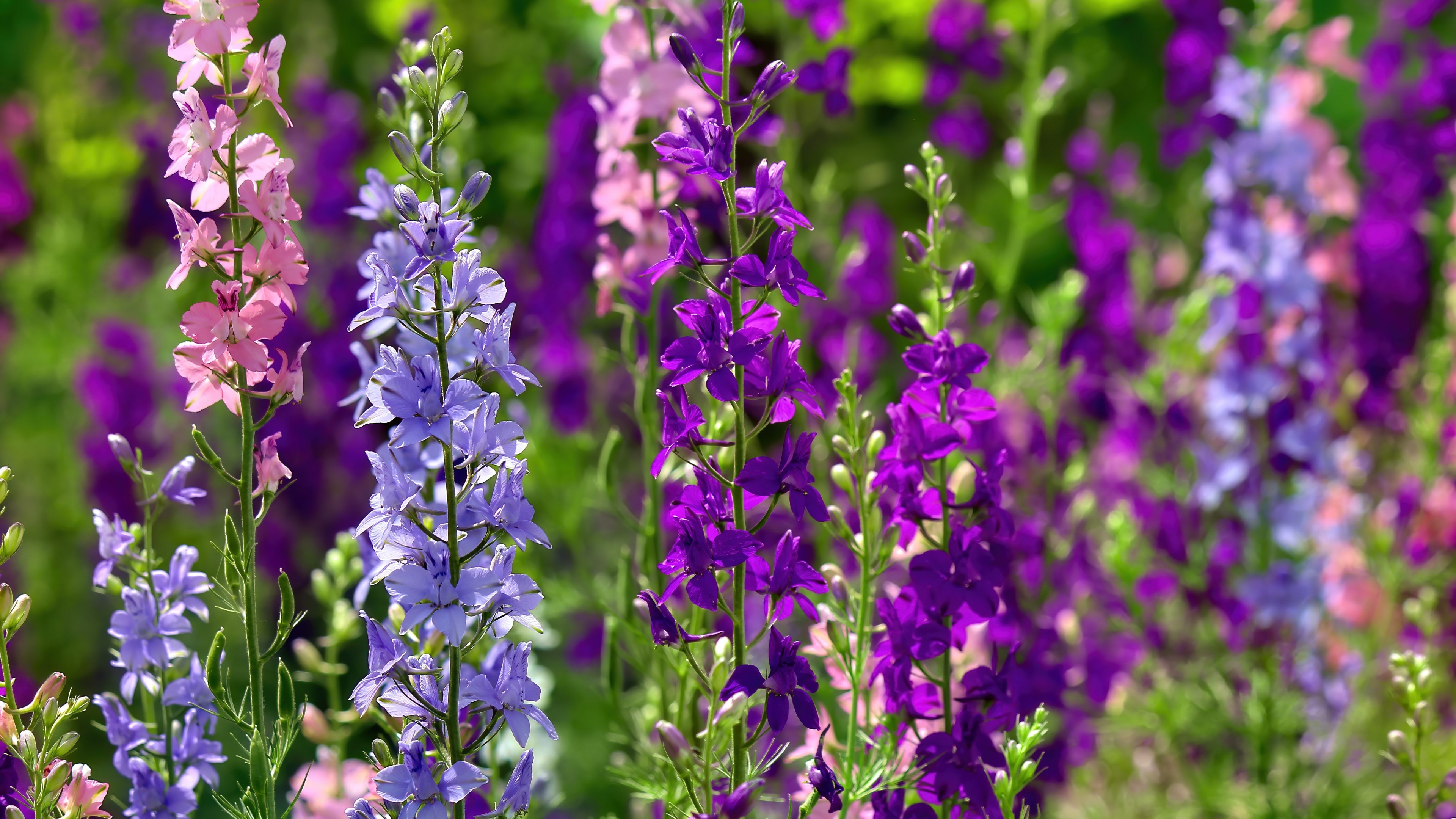 4K Multicolored Delphinium Flowers HD Wallpaper