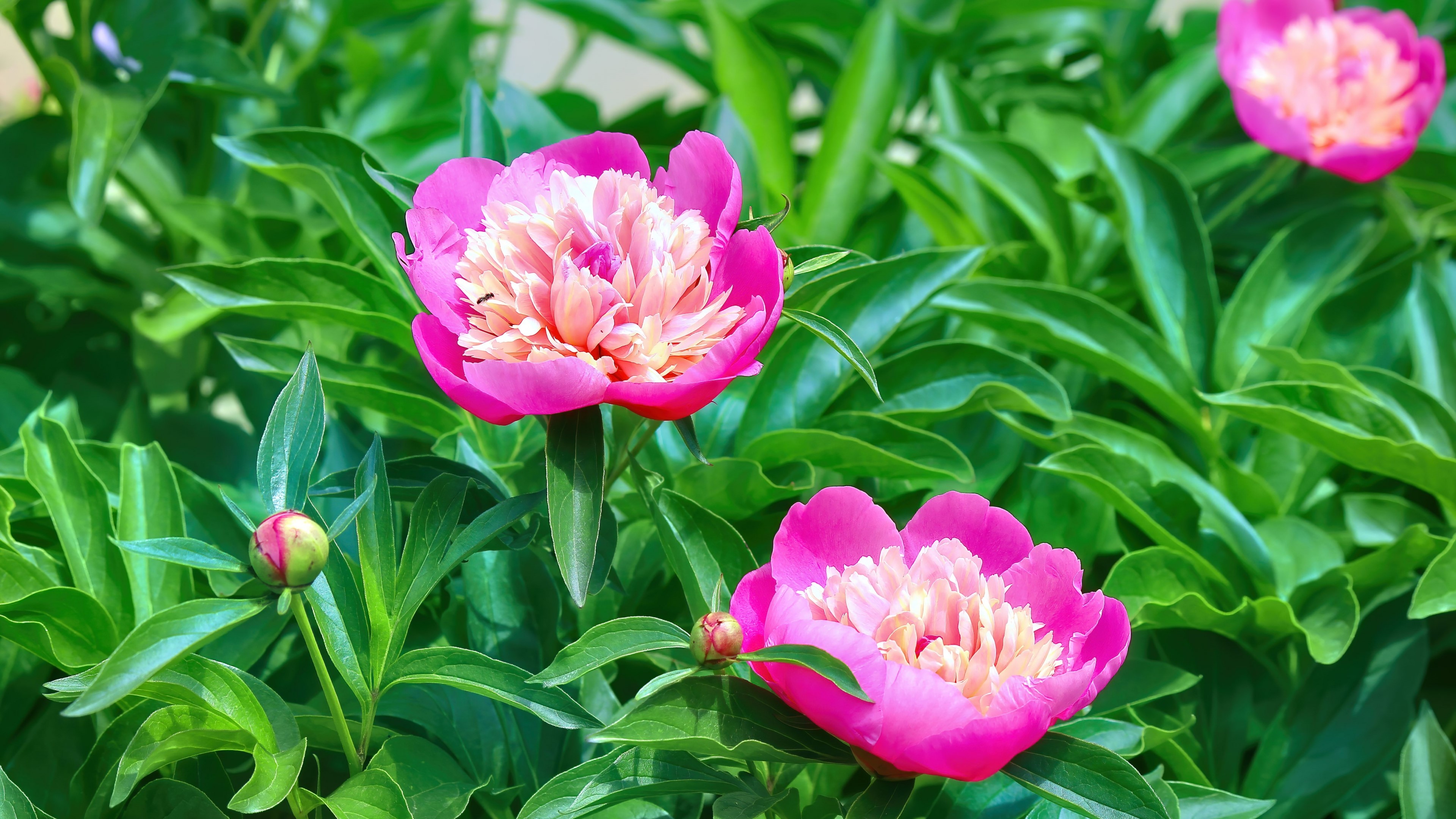 Pink and white peonies with green leaves HD Wallpaper