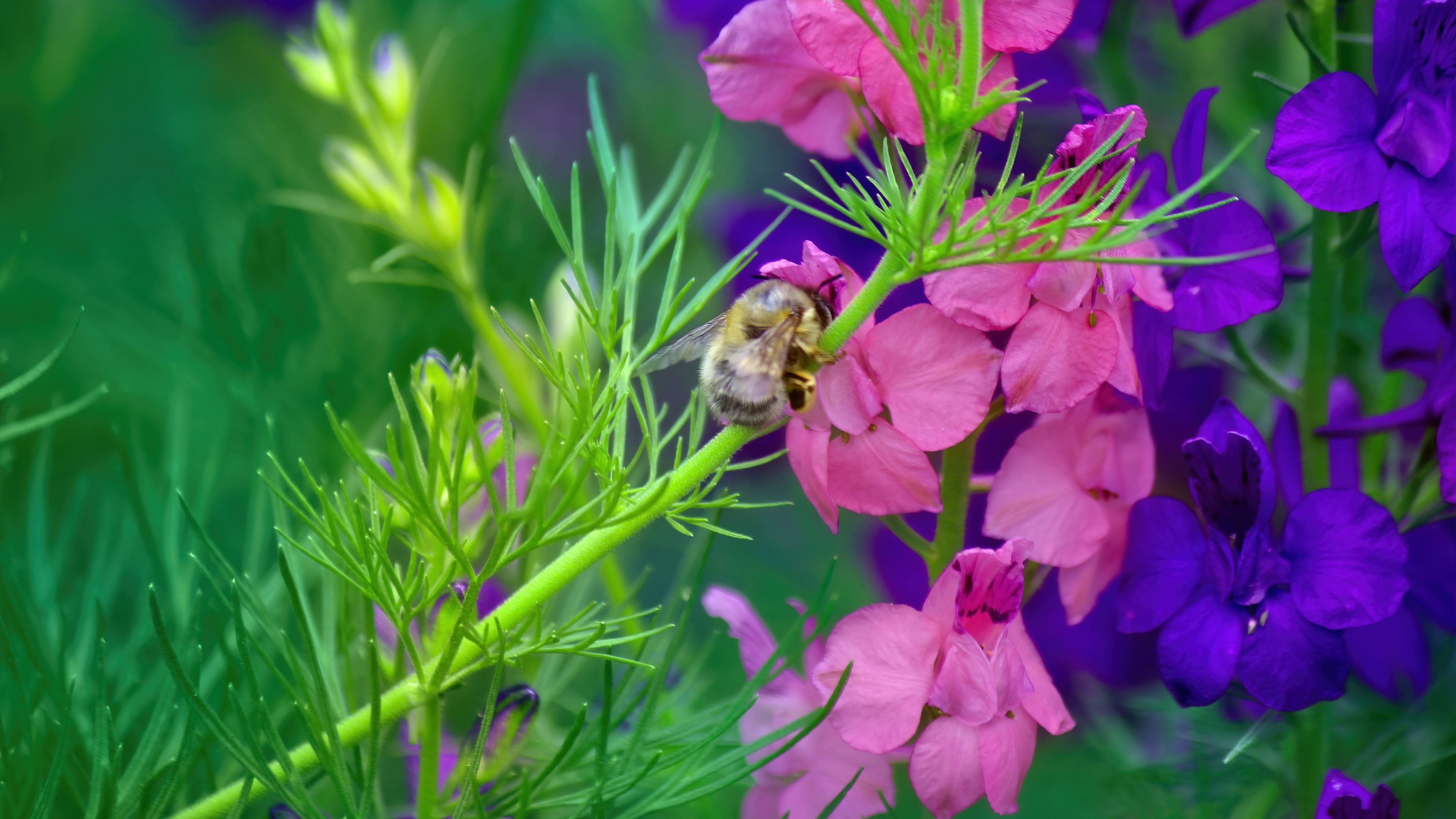 4K Bee on Pink and Purple Flowers HD Wallpaper