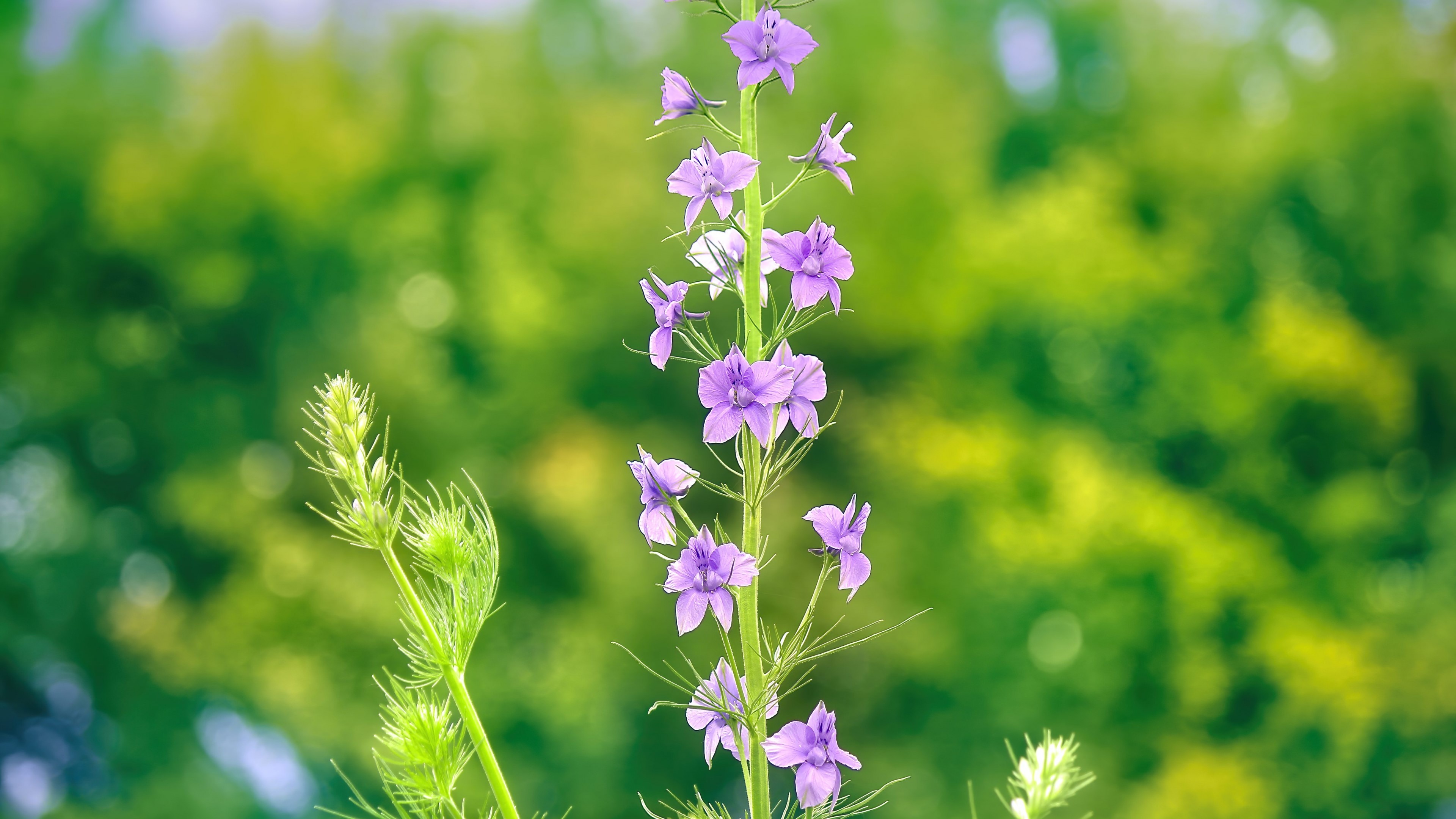 Purple flowers on a green background HD Wallpaper
