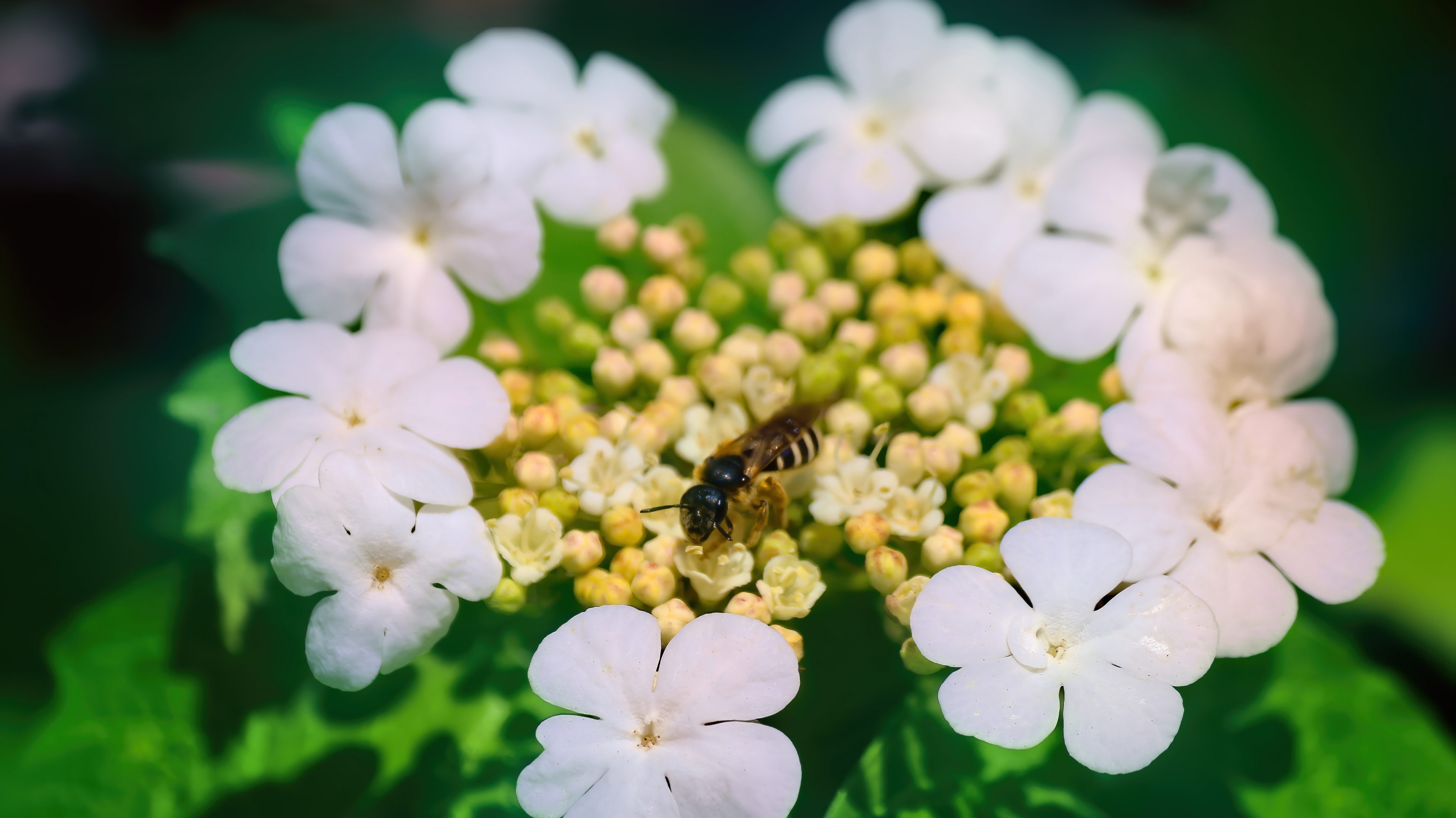 4K Flower with Bee HD Wallpaper